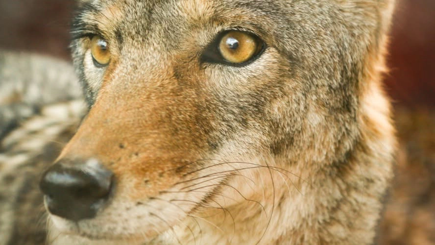 Coyotes