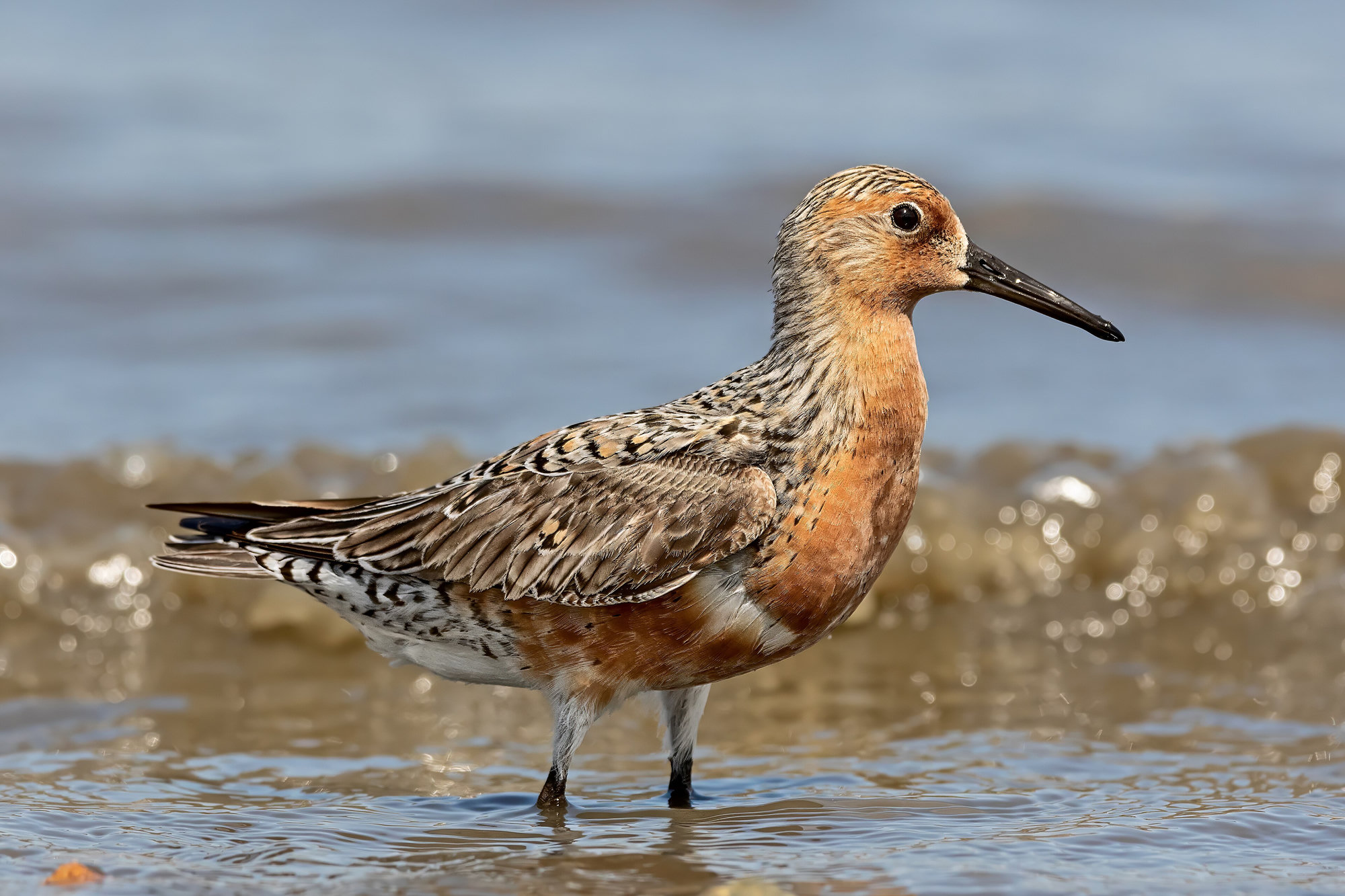 A red knot in salmon-red breeding plumage wading at the edge of small waves.