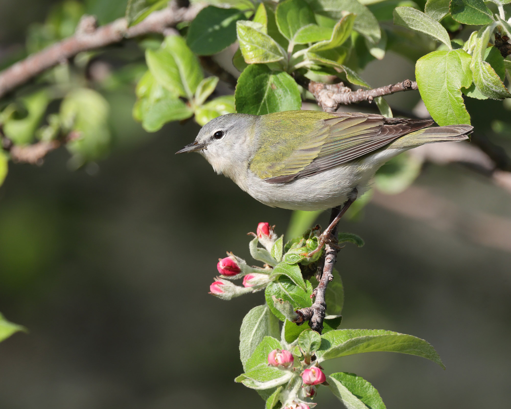 A Tennessee warbler perched in apple blossom, with a grey head, a white eyebrow and dark eye-line, a bright olive-green back and white underparts.