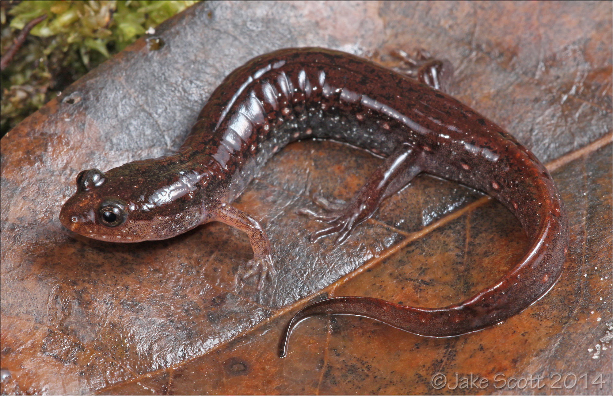 A Holbrook's southern dusky salamander on a wet leaf, dark reddish-brown with a row of faint pale spots along its side.