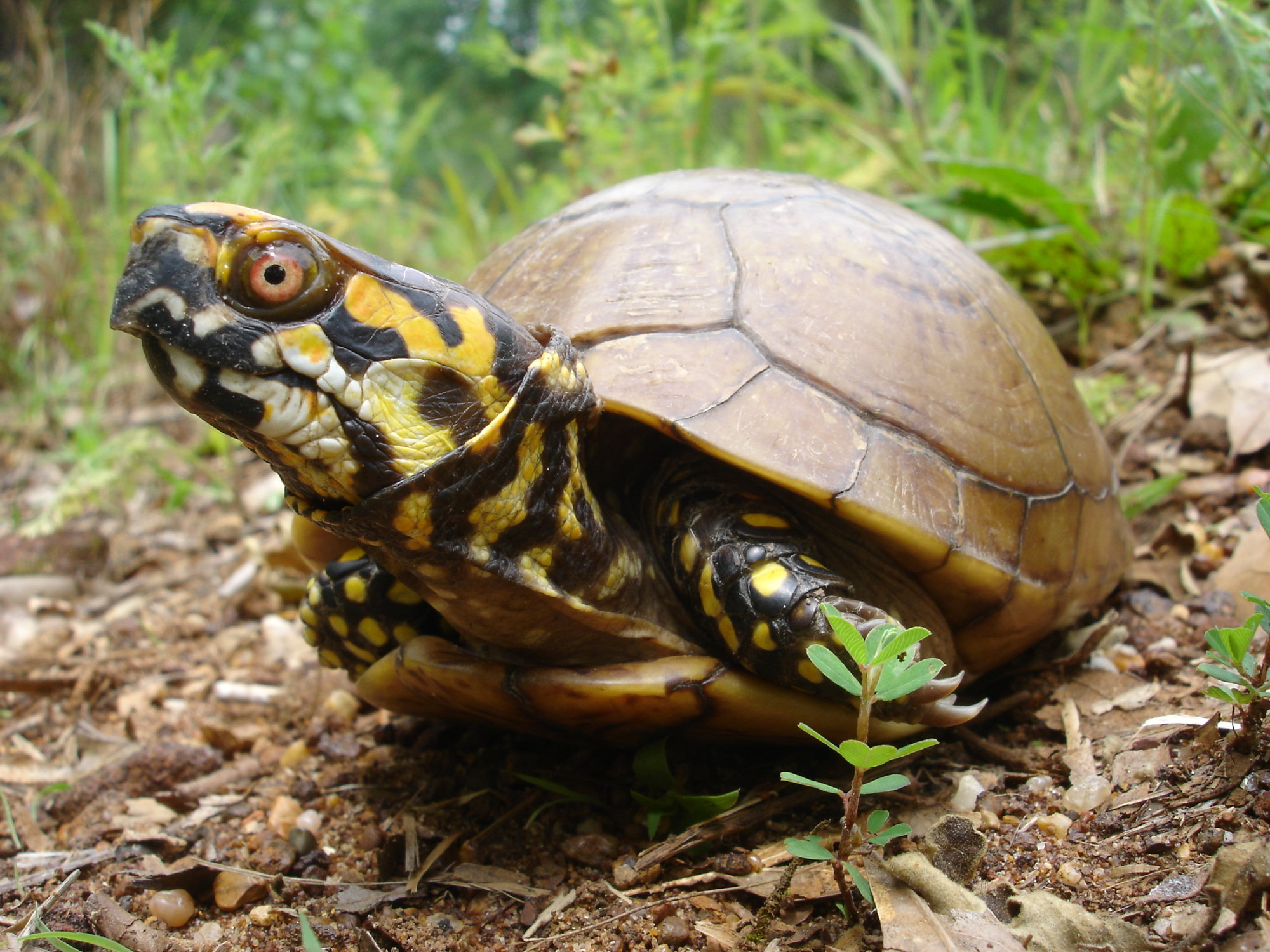 A three-toed box turtle among leaves, its head raised and marked with orange and yellow under a high-domed brown shell.