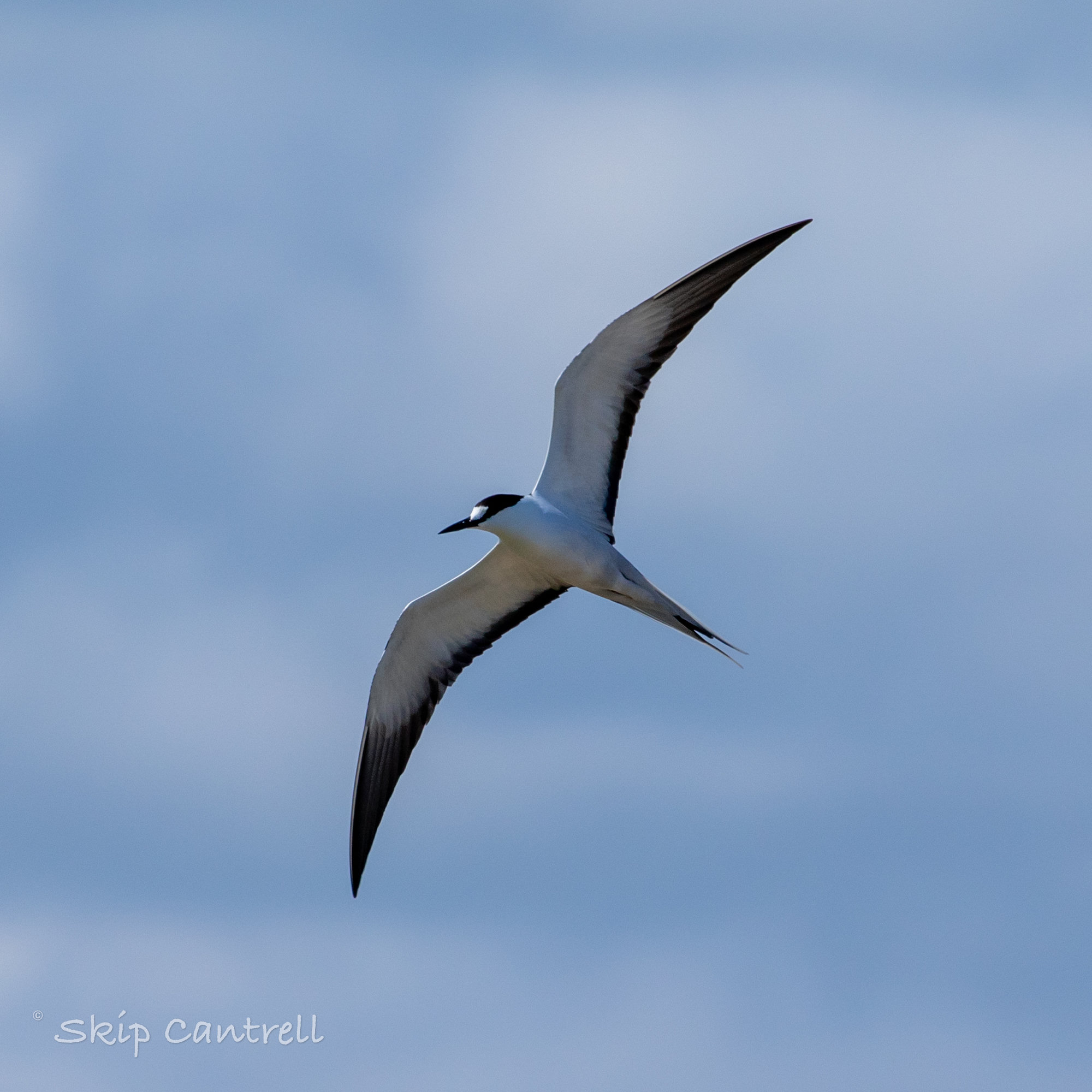A sooty tern in flight against a pale blue sky, its black upperparts, white forehead and long forked tail spread.