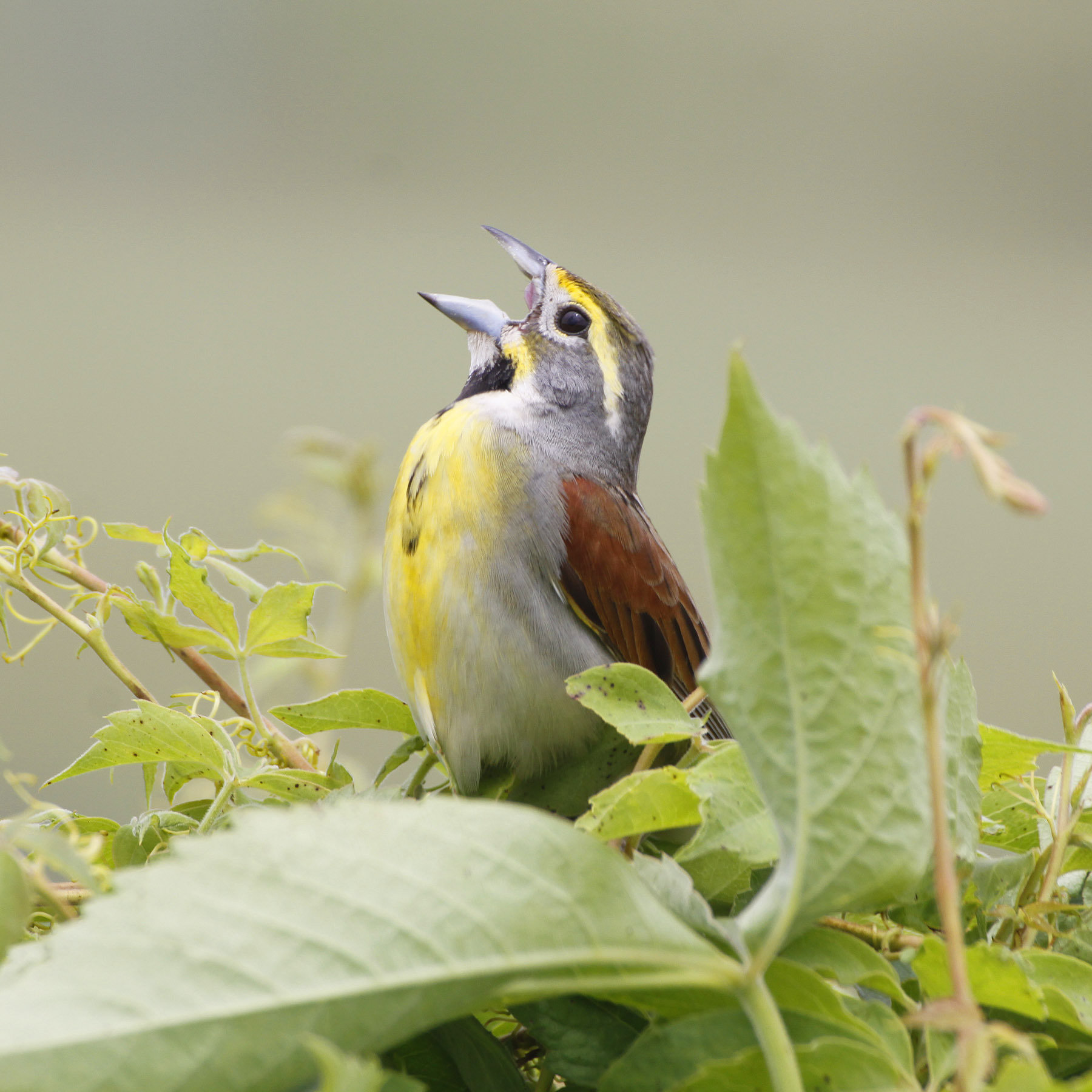 A male dickcissel singing among leaves in Georgia, with a yellow breast, a black bib, a grey head with a yellow eyebrow and chestnut shoulders.
