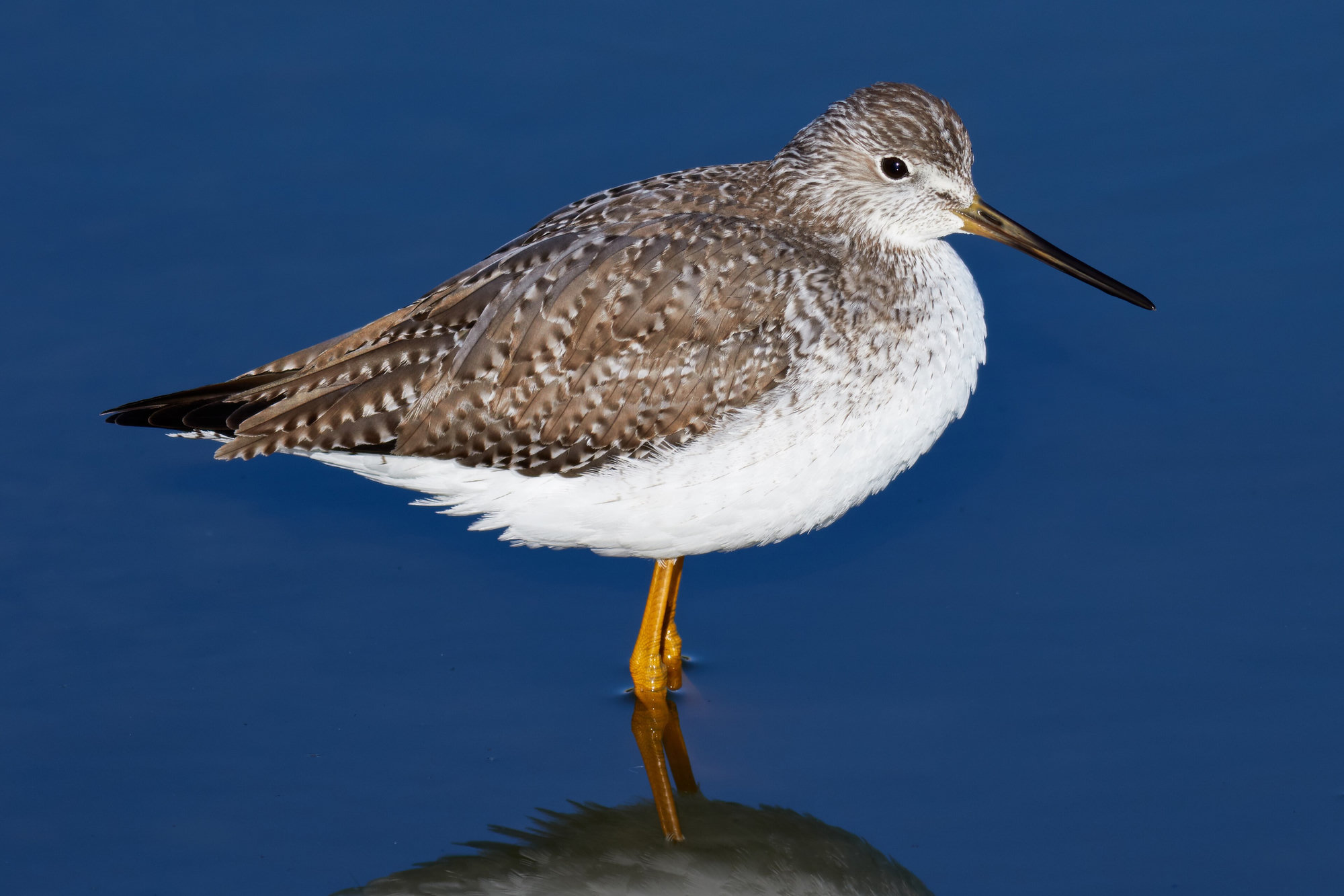A greater yellowlegs standing in deep blue water, its long, slightly upturned bill, speckled back and yellow legs sharp.