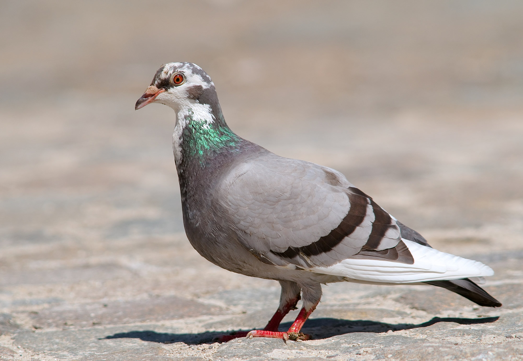 A blue-grey rock pigeon standing on pale stone, its iridescent green neck and two black wing bars showing.