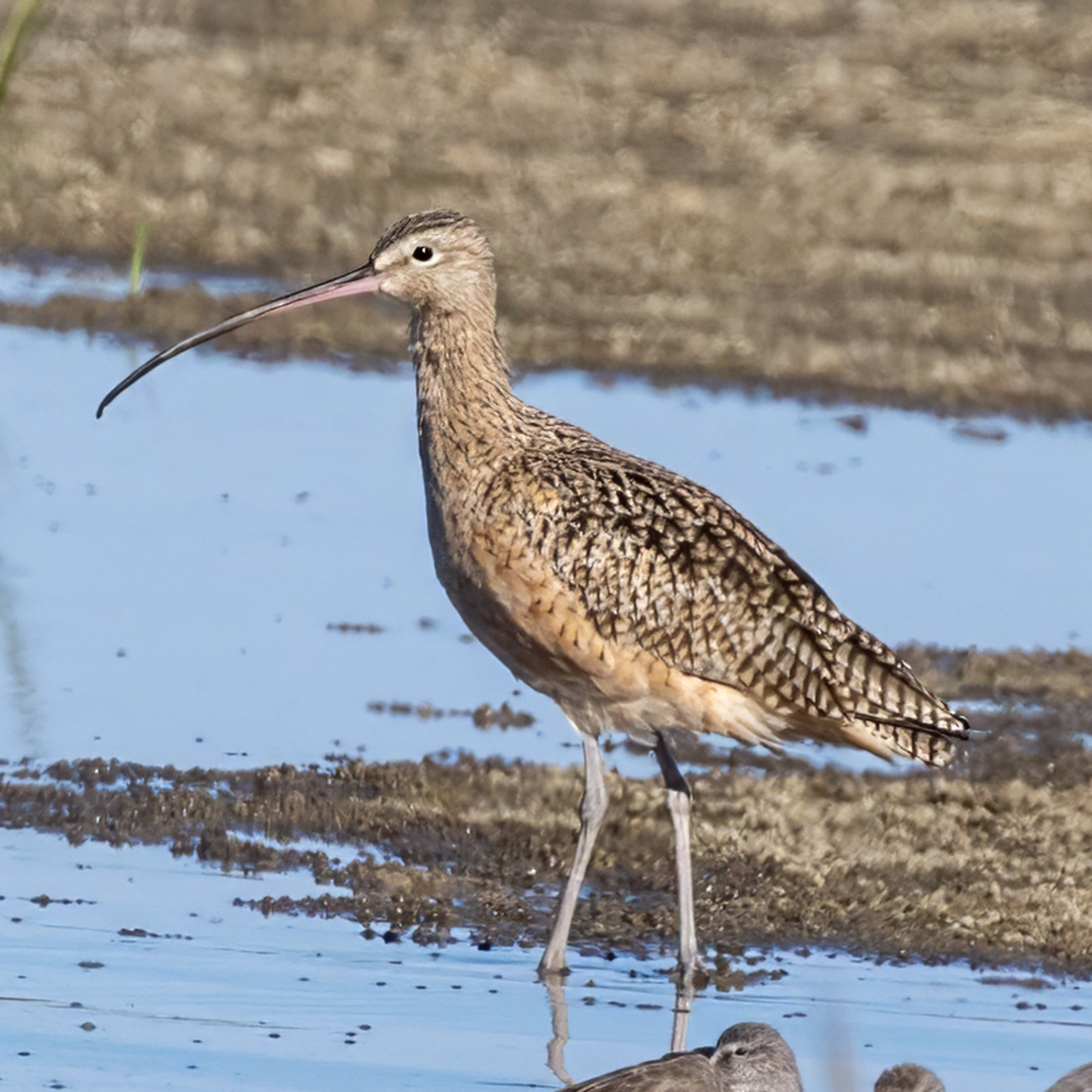 A long-billed curlew standing in shallow water on Georgia's coast, its extremely long down-curved bill and cinnamon-speckled body clear.