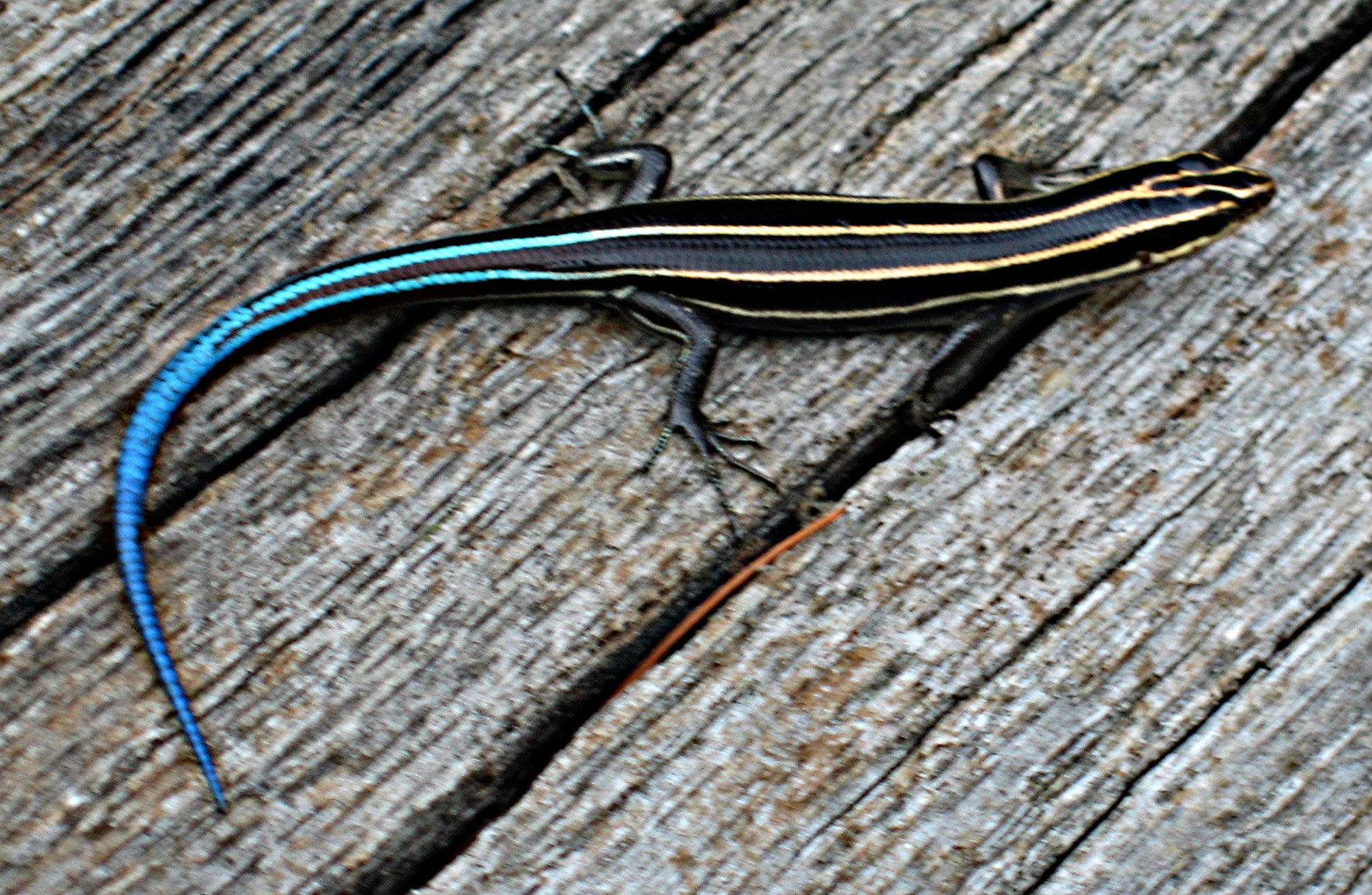 A young five-lined skink on weathered wood, black with five cream stripes and a bright blue tail.