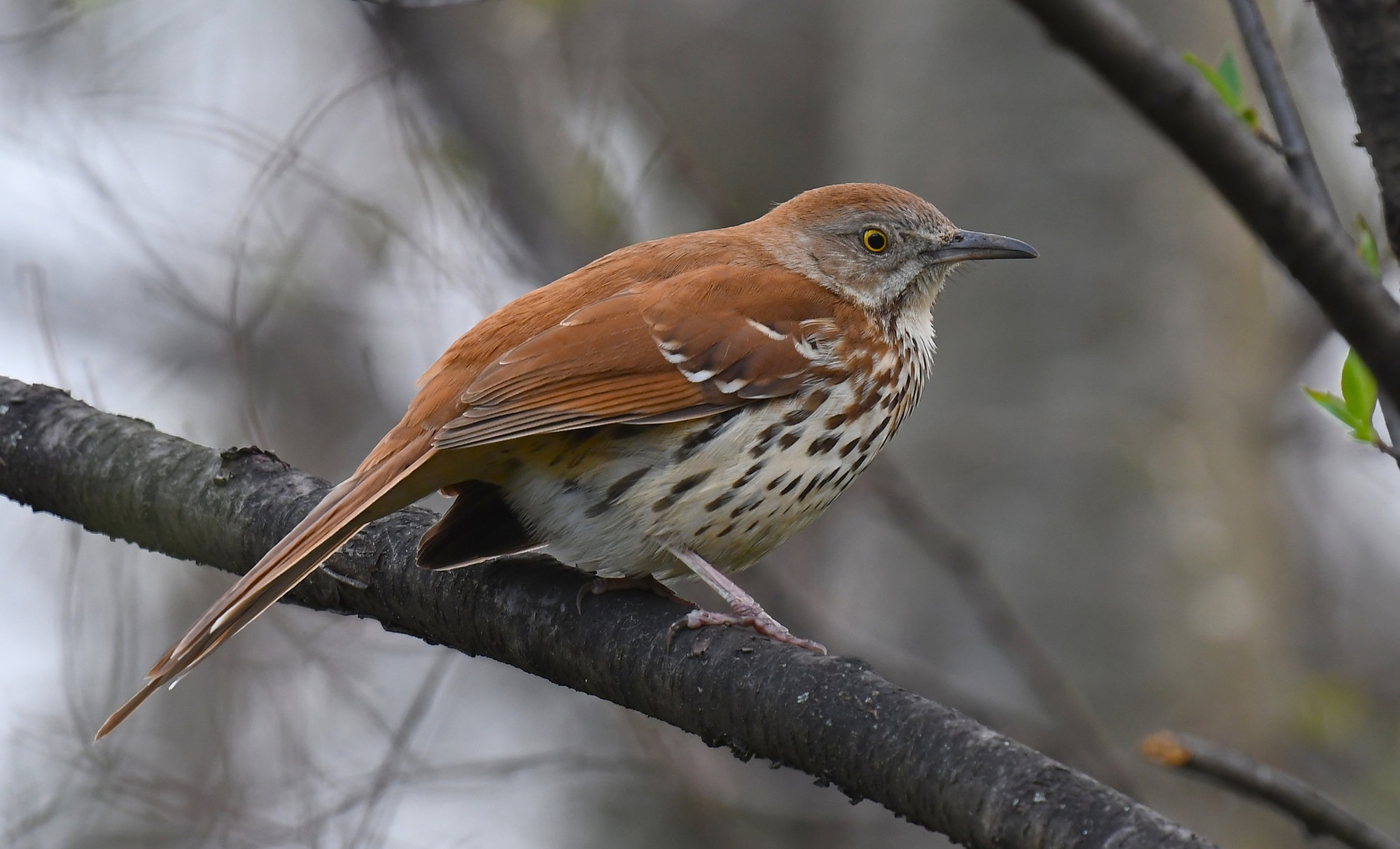 A brown thrasher perched on a branch, bright rufous-brown above with two white wing bars and heavy dark streaks on its cream breast, a yellow eye and a long tail.