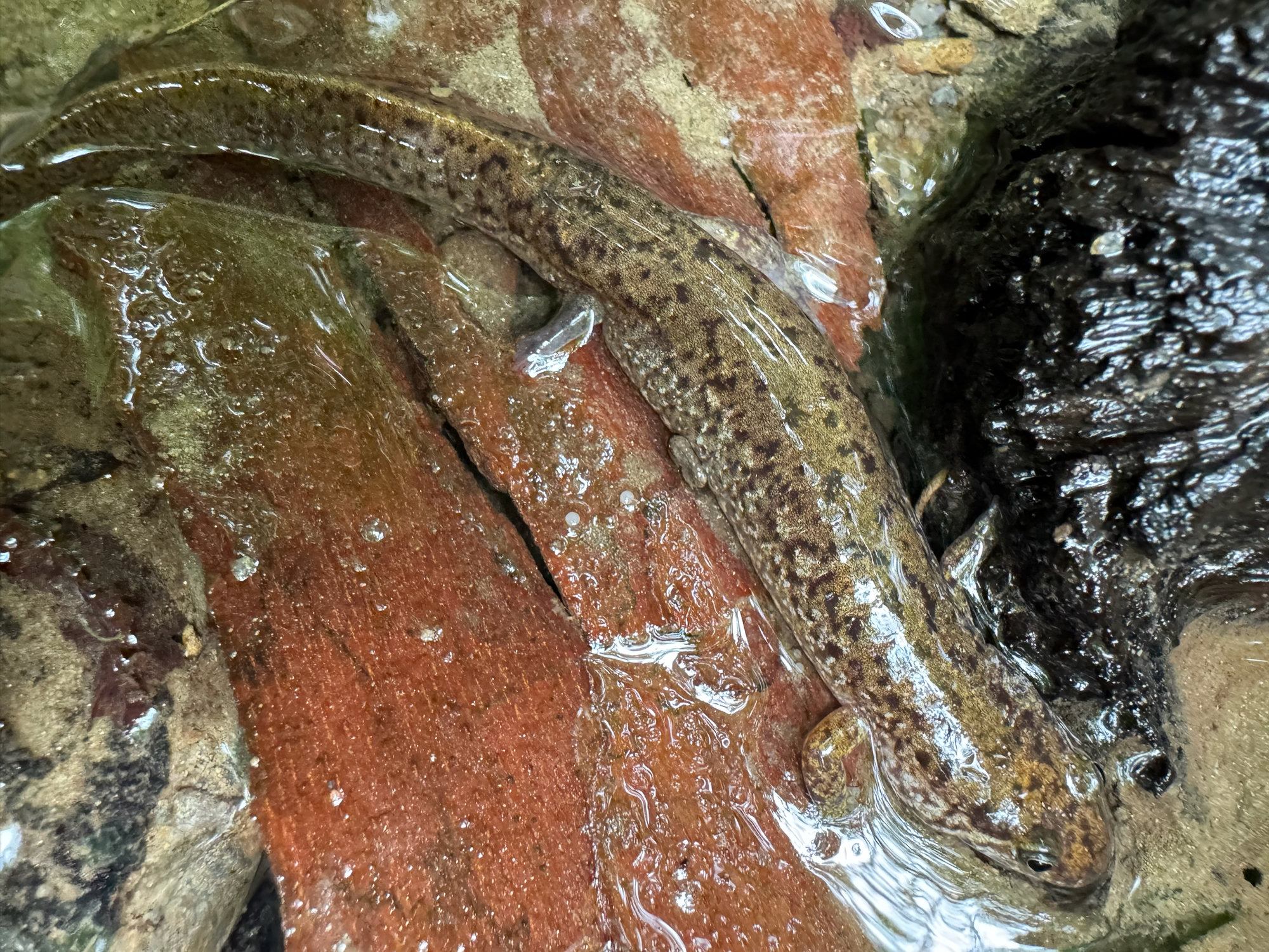 A seal salamander resting on a wet streamside rock, stout and grey-brown with a dark net-like pattern.