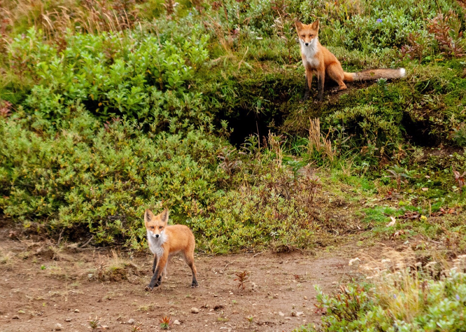 Two red foxes at a den entrance in green vegetation, both with dense coats and full white-tipped brushes.