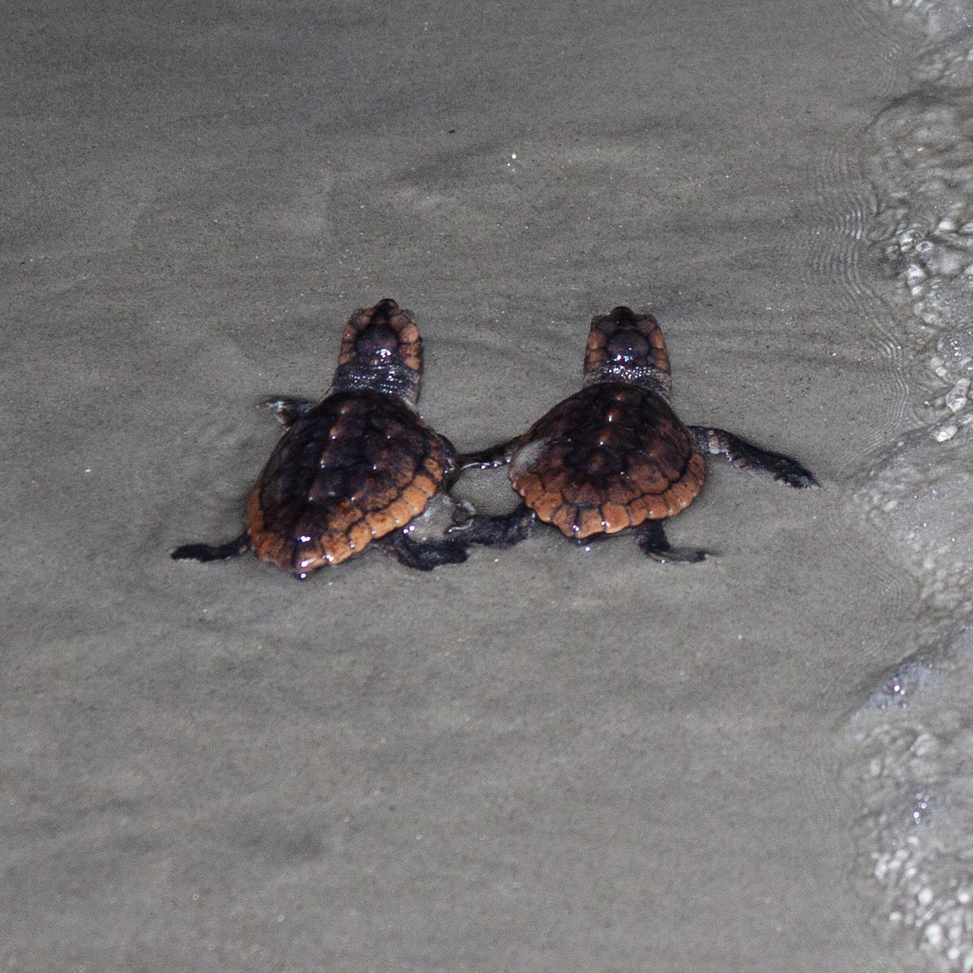 Two loggerhead sea turtle hatchlings crossing wet sand on a Georgia beach towards the sea.