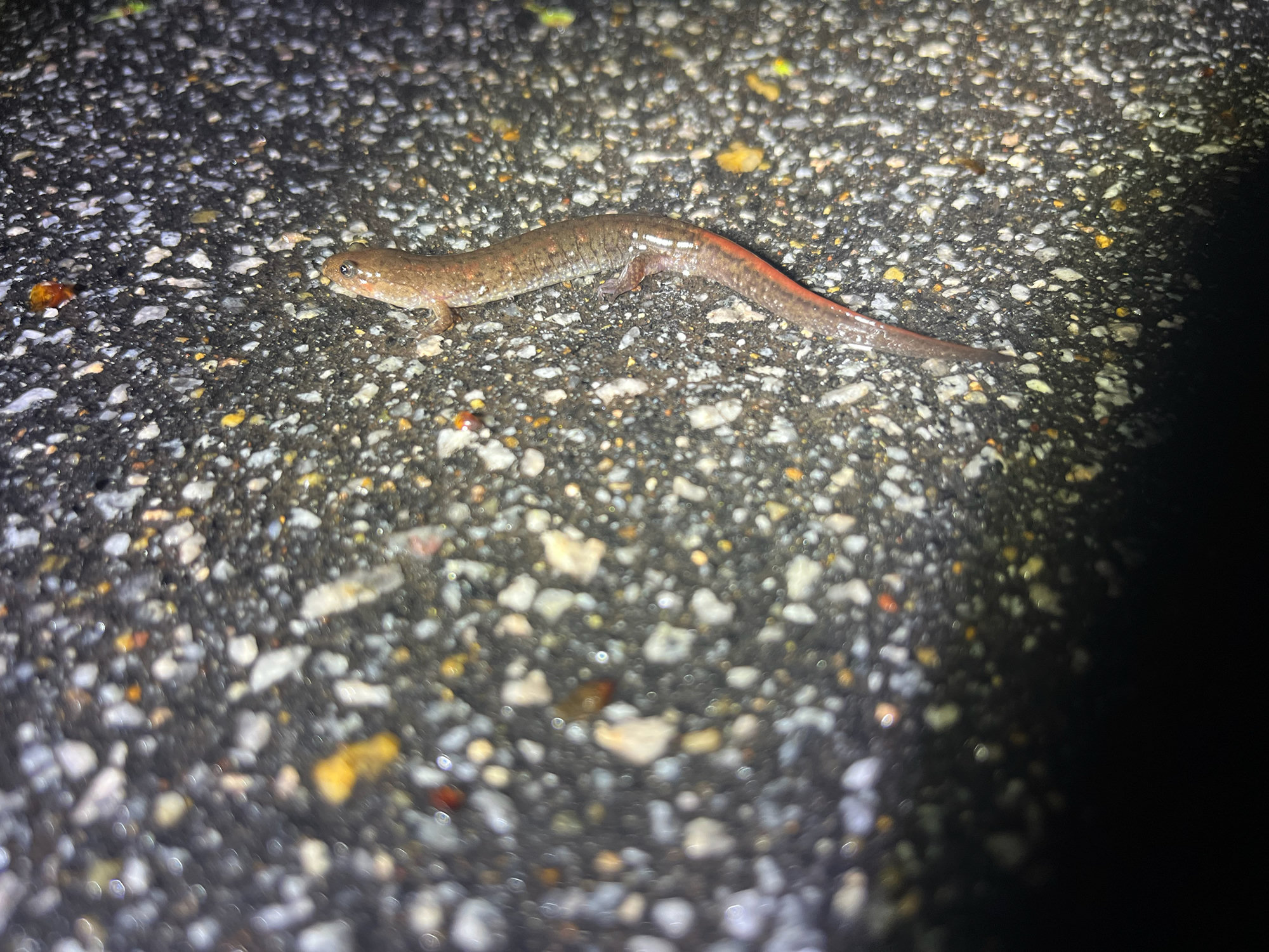 A Carolina swamp dusky salamander crossing a road at night, slender and brown with a reddish stripe towards its tail.
