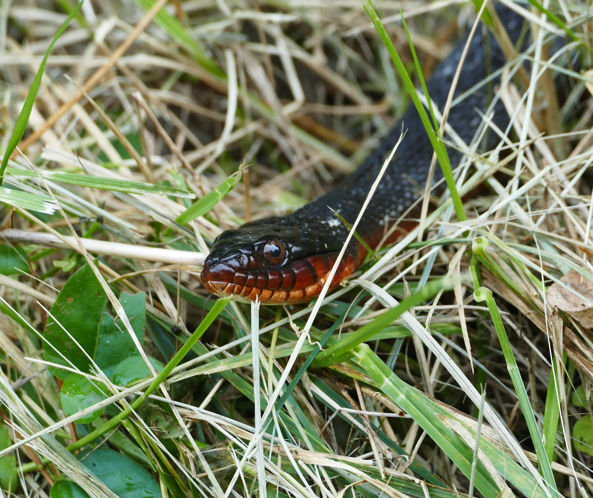 A plain-bellied watersnake in long grass, dark above with an orange-red chin and throat.