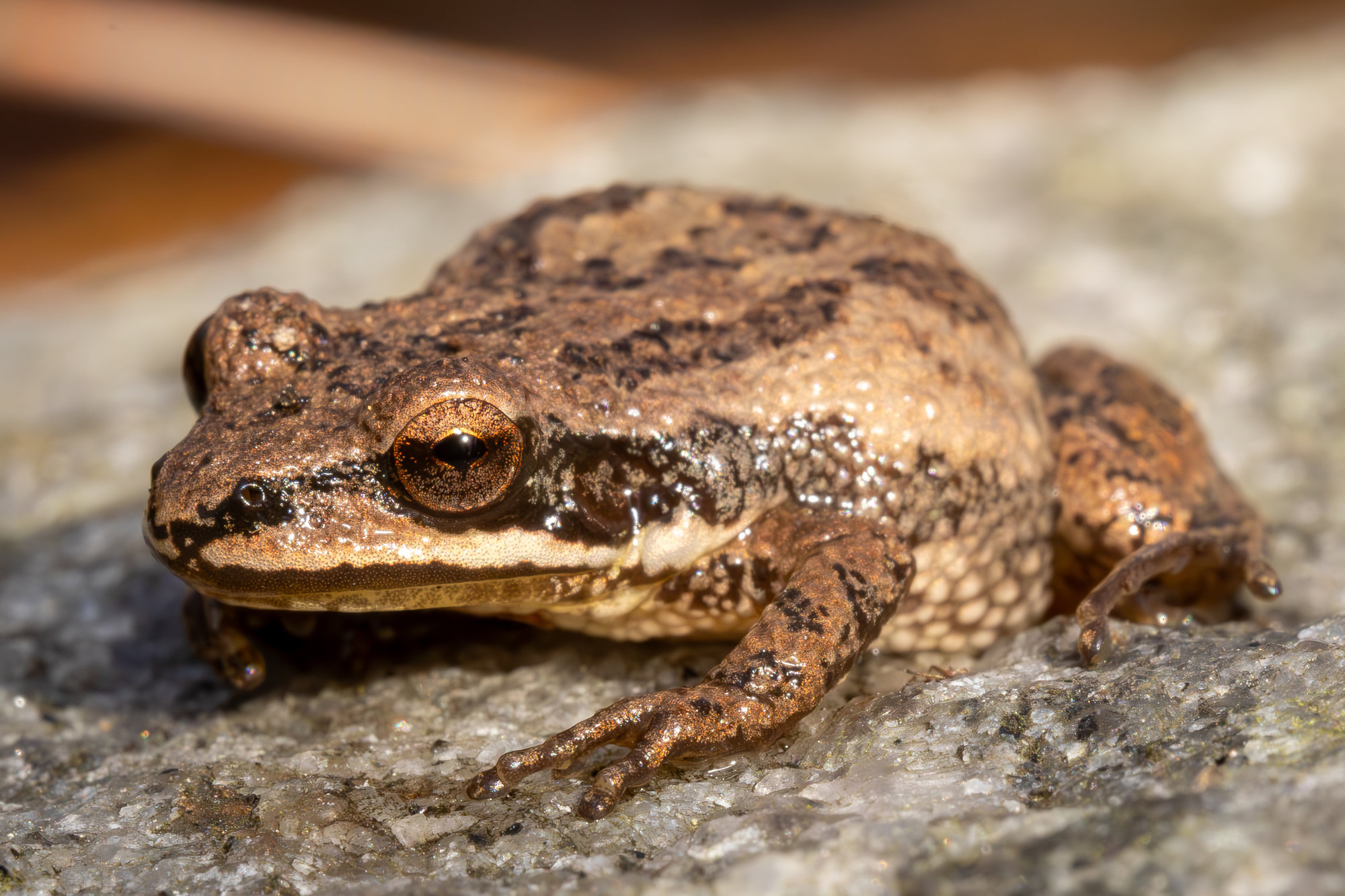 An upland chorus frog on a rock in Georgia, light brown with dark stripes along its back and a dark band through the eye.