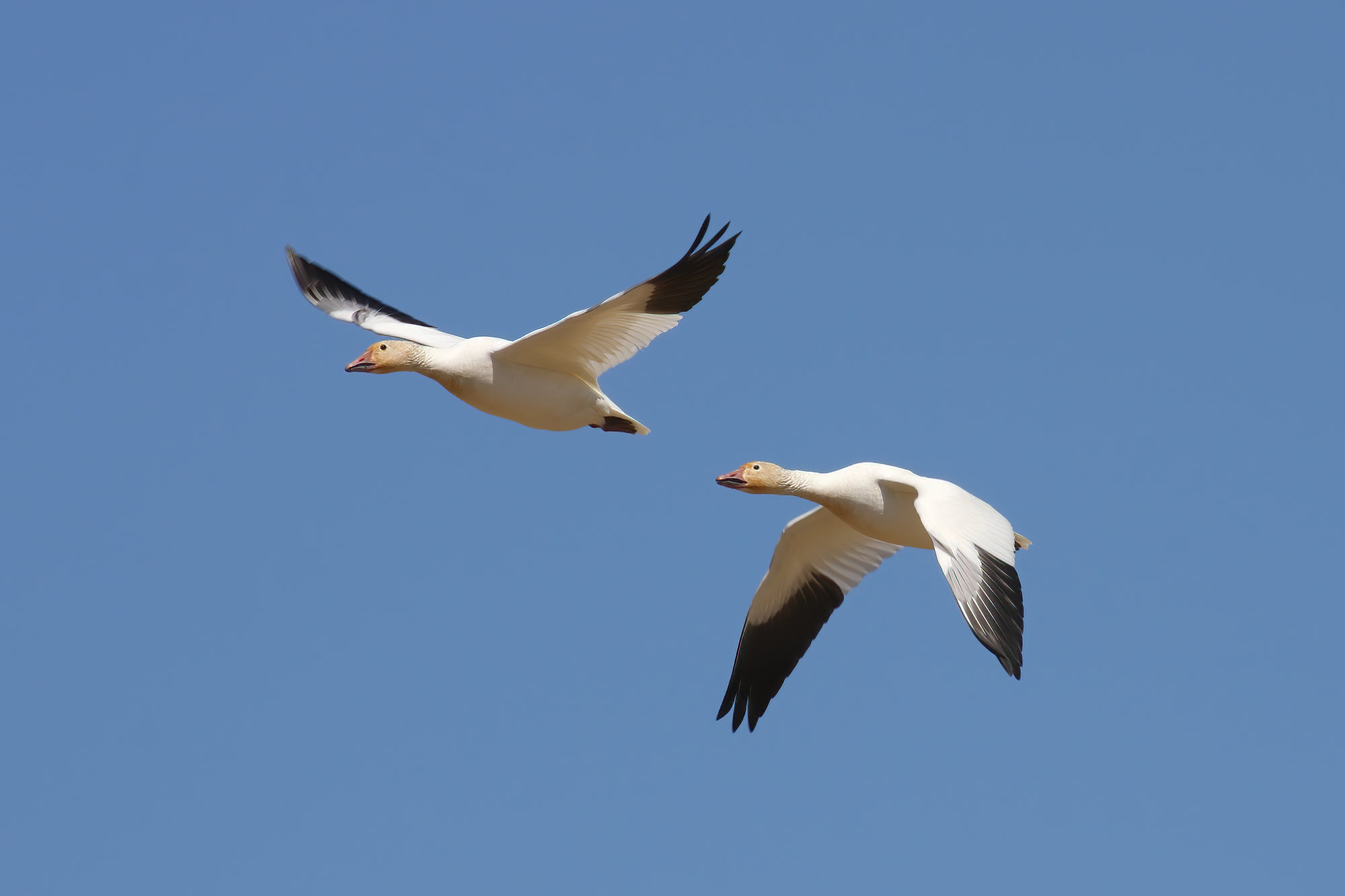 Two snow geese flying against a clear blue sky, their white bodies and black wingtips spread wide.