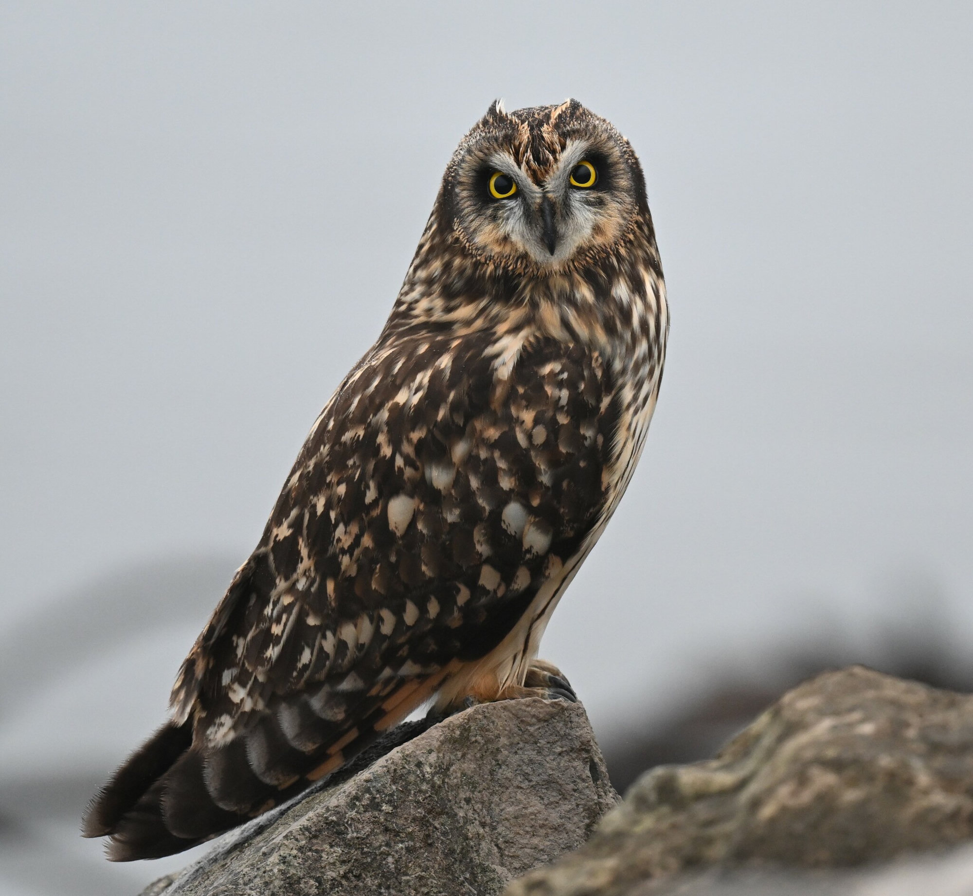 A short-eared owl perched on a rock, buff and brown streaked, with yellow eyes set in dark patches on a round, pale face.