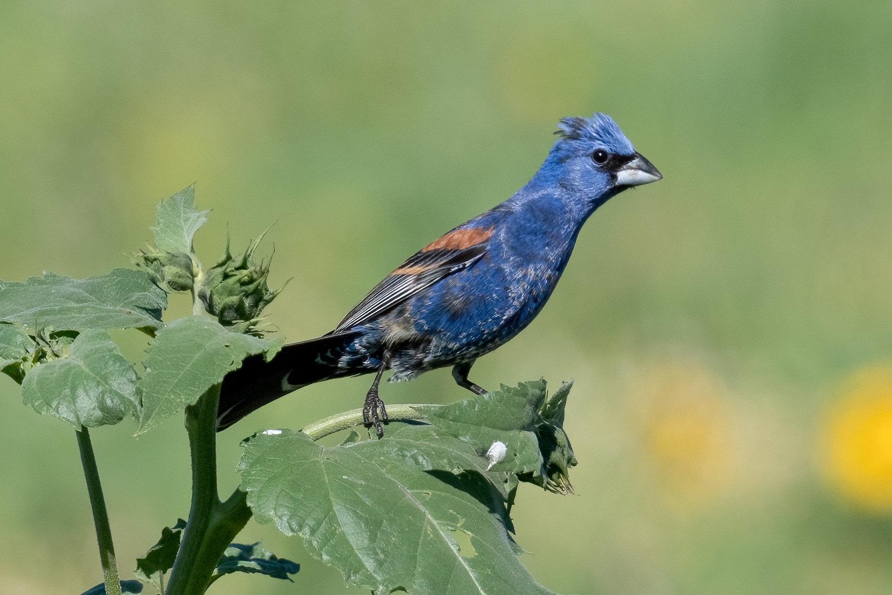 A male blue grosbeak perched on a leafy plant, deep blue with two chestnut wing bars, a black face around the base of its bill and a large silver-grey bill.