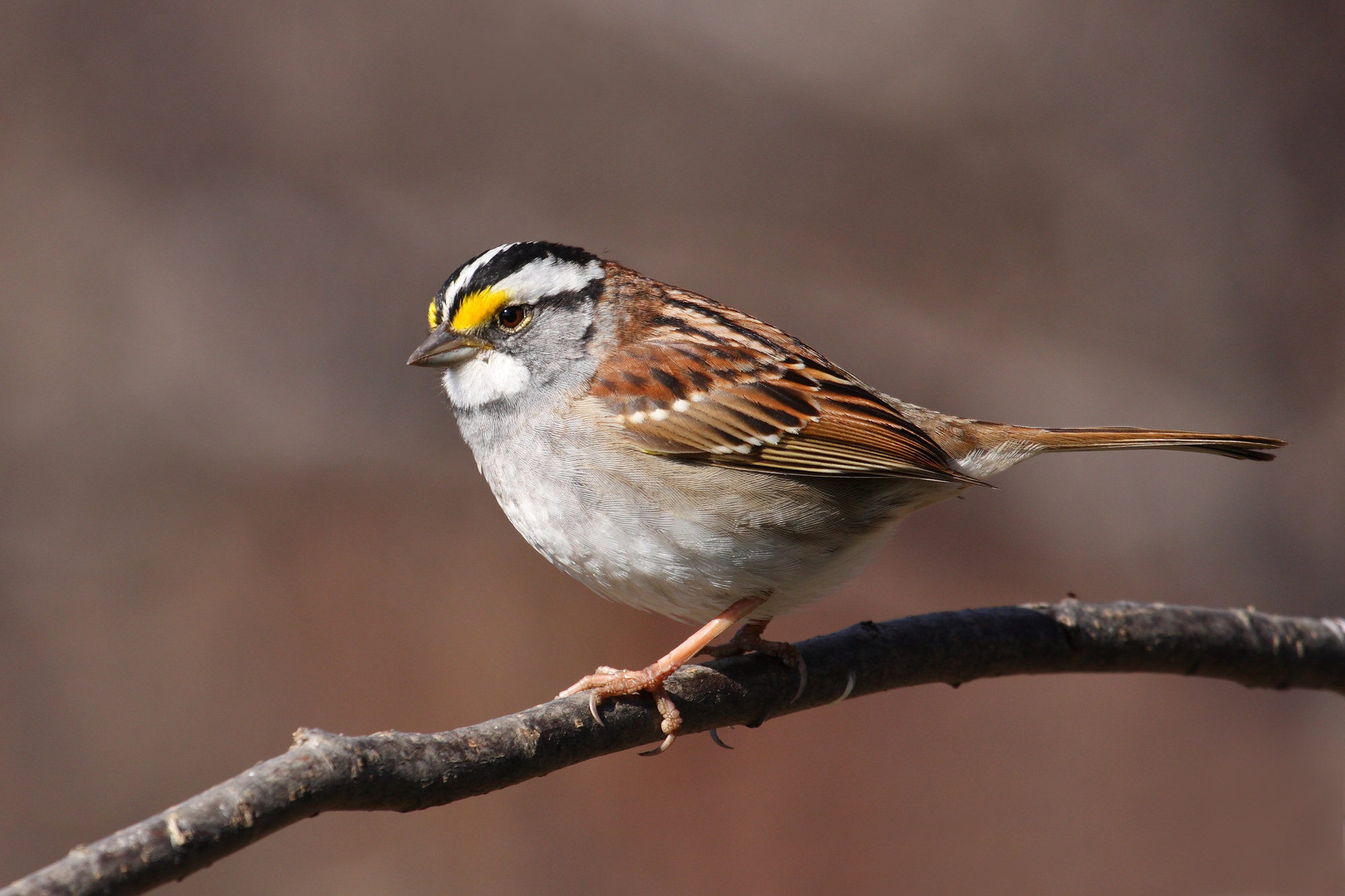 A white-throated sparrow perched on a branch, with bold black-and-white crown stripes, a yellow spot between eye and bill, a crisp white throat and a grey breast.