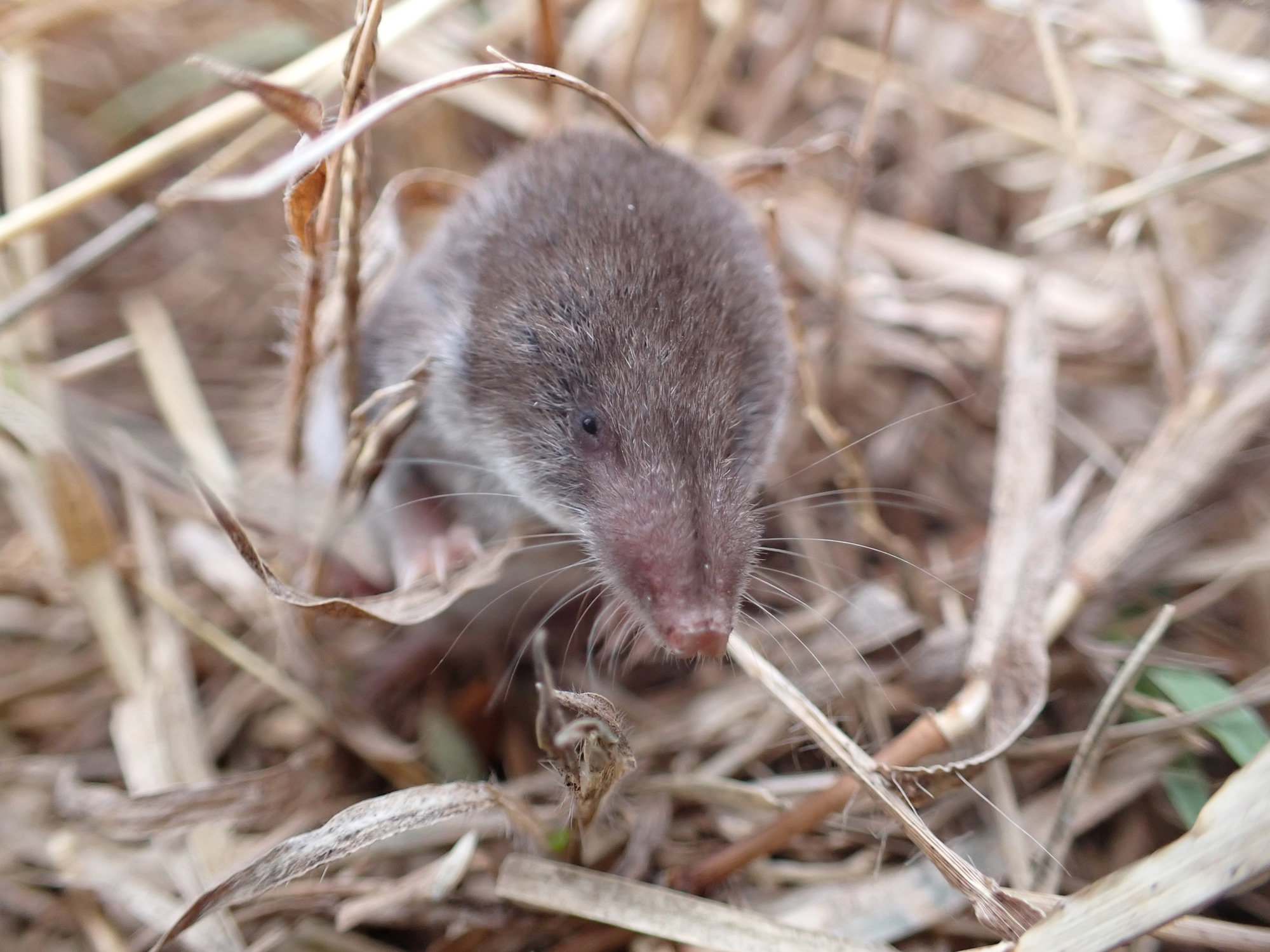 A small brown least shrew looking out from dry straw, its tiny eyes and whiskered snout facing the camera.