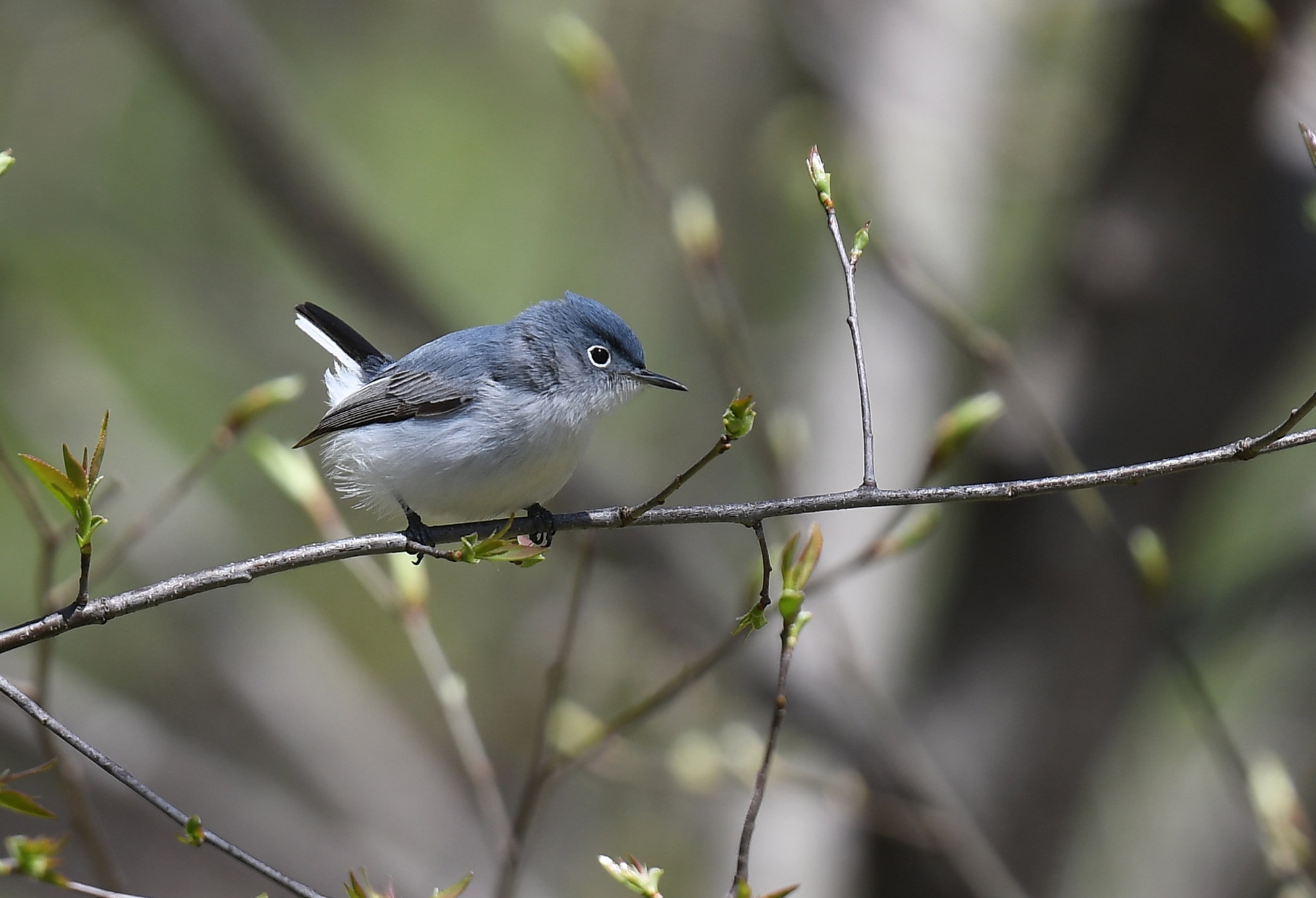 A male blue-gray gnatcatcher perched on a twig, slender and blue-grey above with a white belly, a thin black eyebrow, a white eye-ring and a long black-and-white tail.