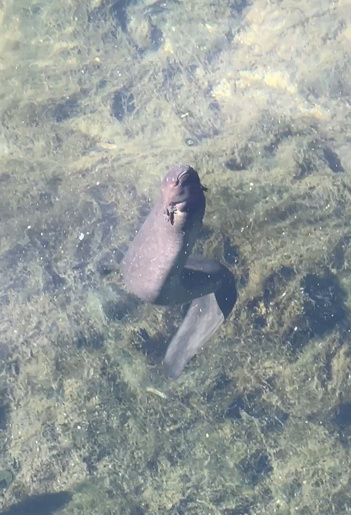 A greater siren swimming in clear, weedy water, its long grey body trailing behind its raised head and small front leg.