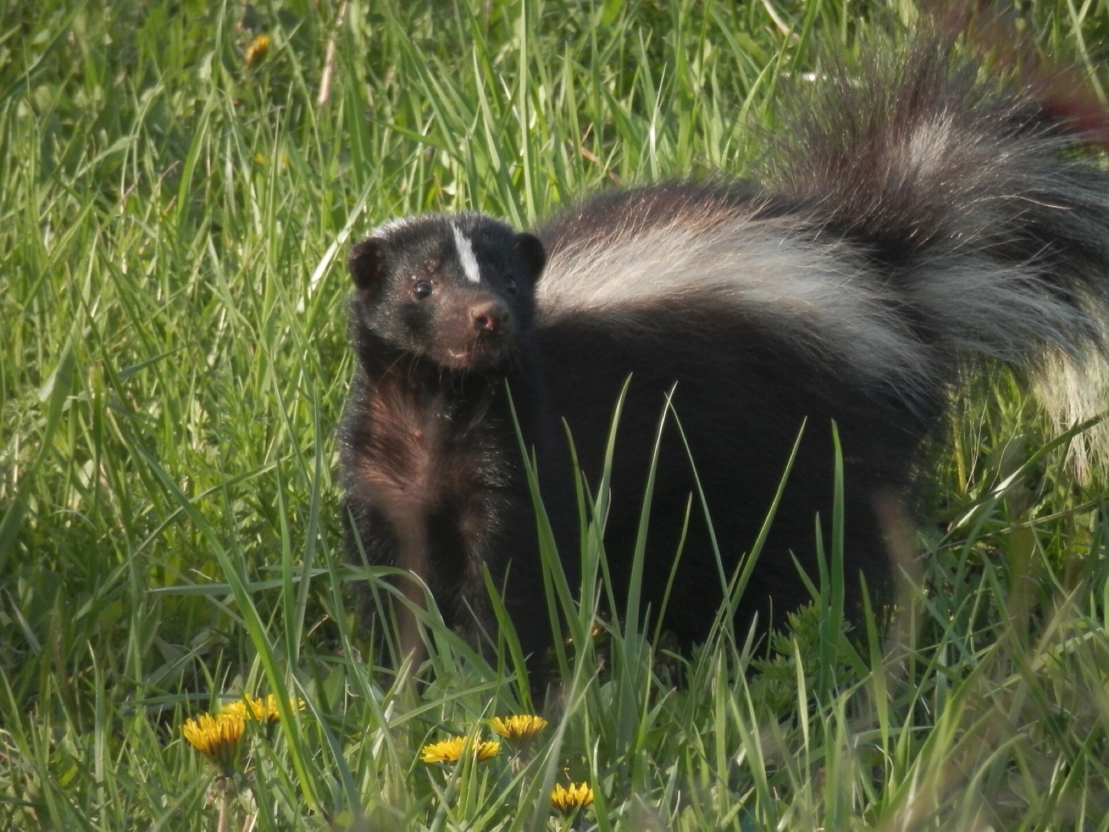 A striped skunk in grass among dandelions with its tail raised, looking towards the camera.