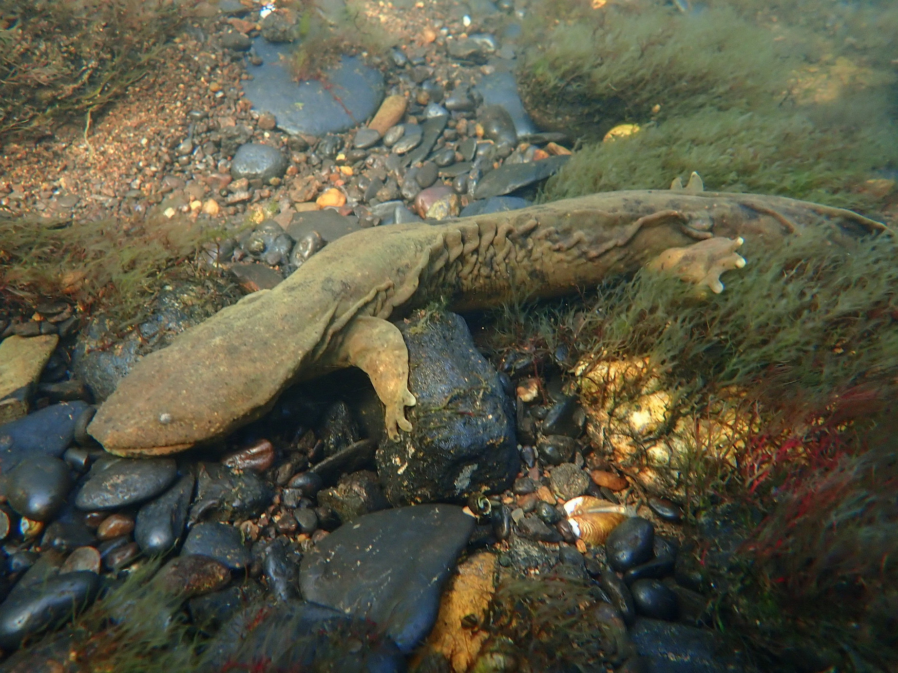 A hellbender resting on the rocky bed of a clear stream, flat, brown and wrinkled, its broad head and legs spread over the stones.