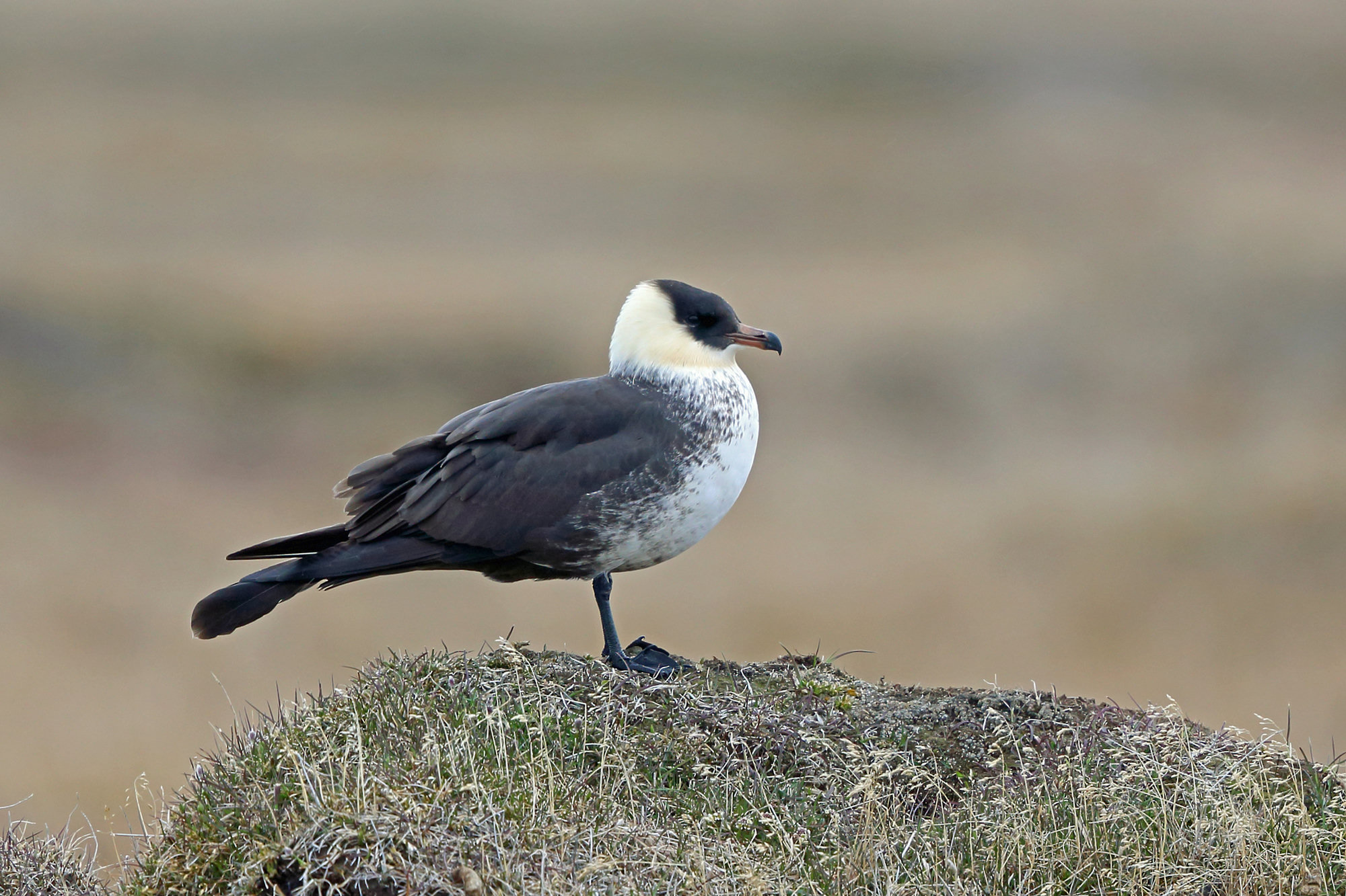 A pale-morph pomarine jaeger standing on a grassy tundra hummock, its dark cap, pale yellowish neck and dark breast band showing.
