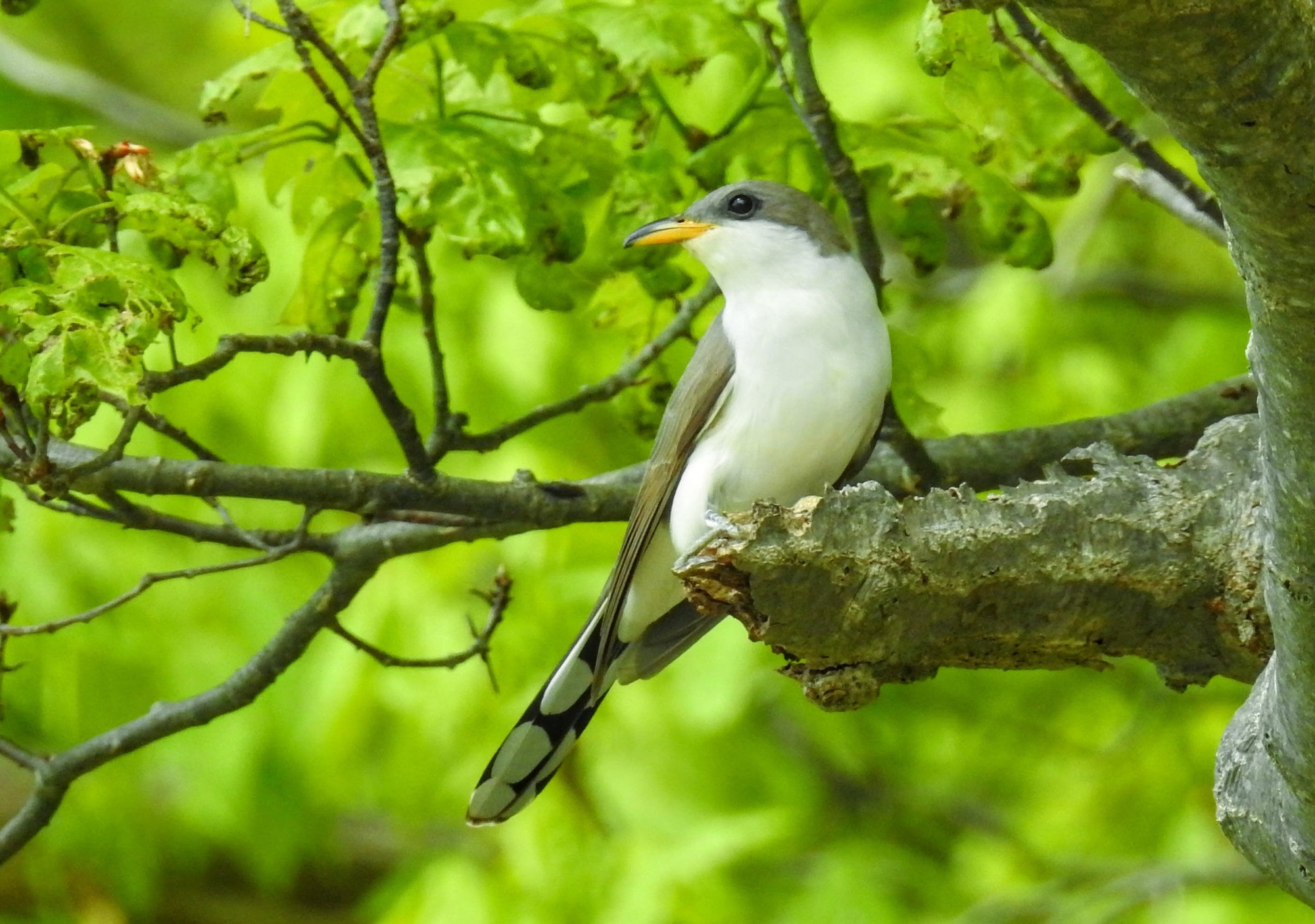 A yellow-billed cuckoo perched among bright green leaves, its white underparts, curved yellow bill and white-spotted tail showing.