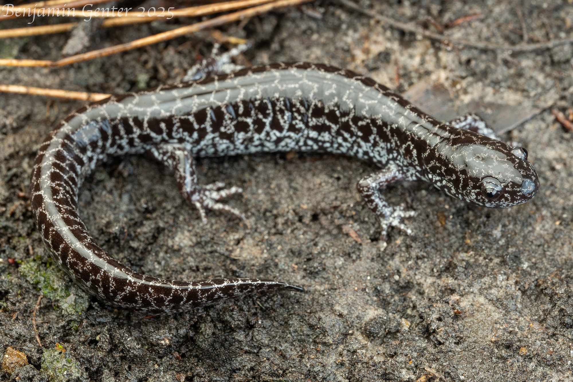 A frosted flatwoods salamander on damp ground, dark with a fine, frost-like network of silver-grey lines.