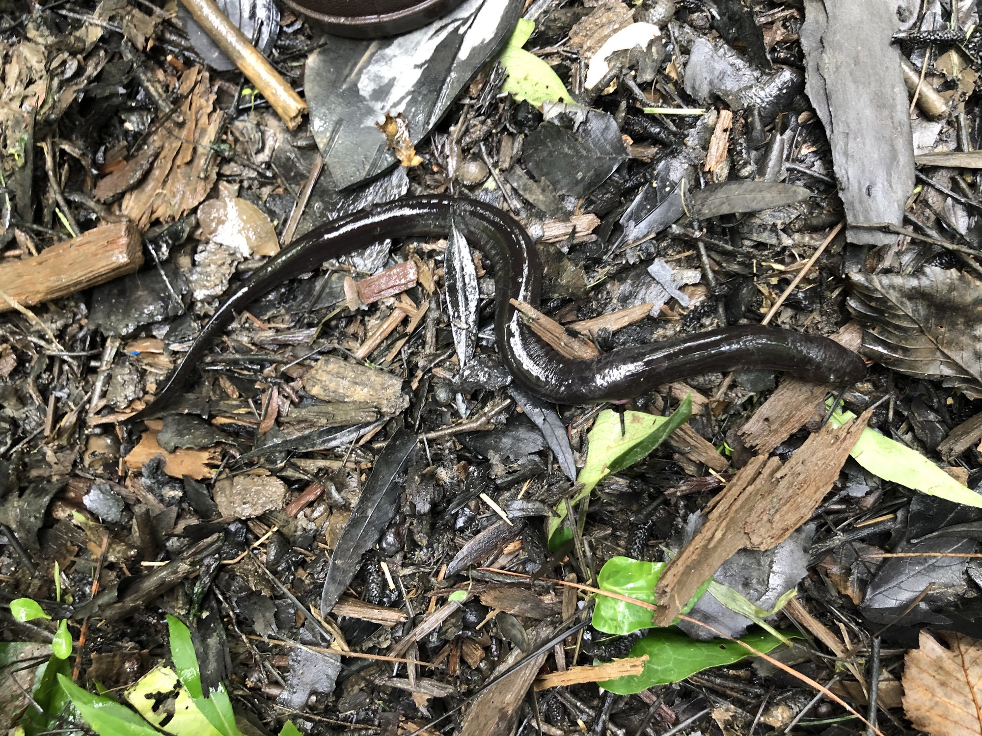 A two-toed amphiuma crossing wet leaf litter, long, dark and eel-like, its tiny legs barely visible.
