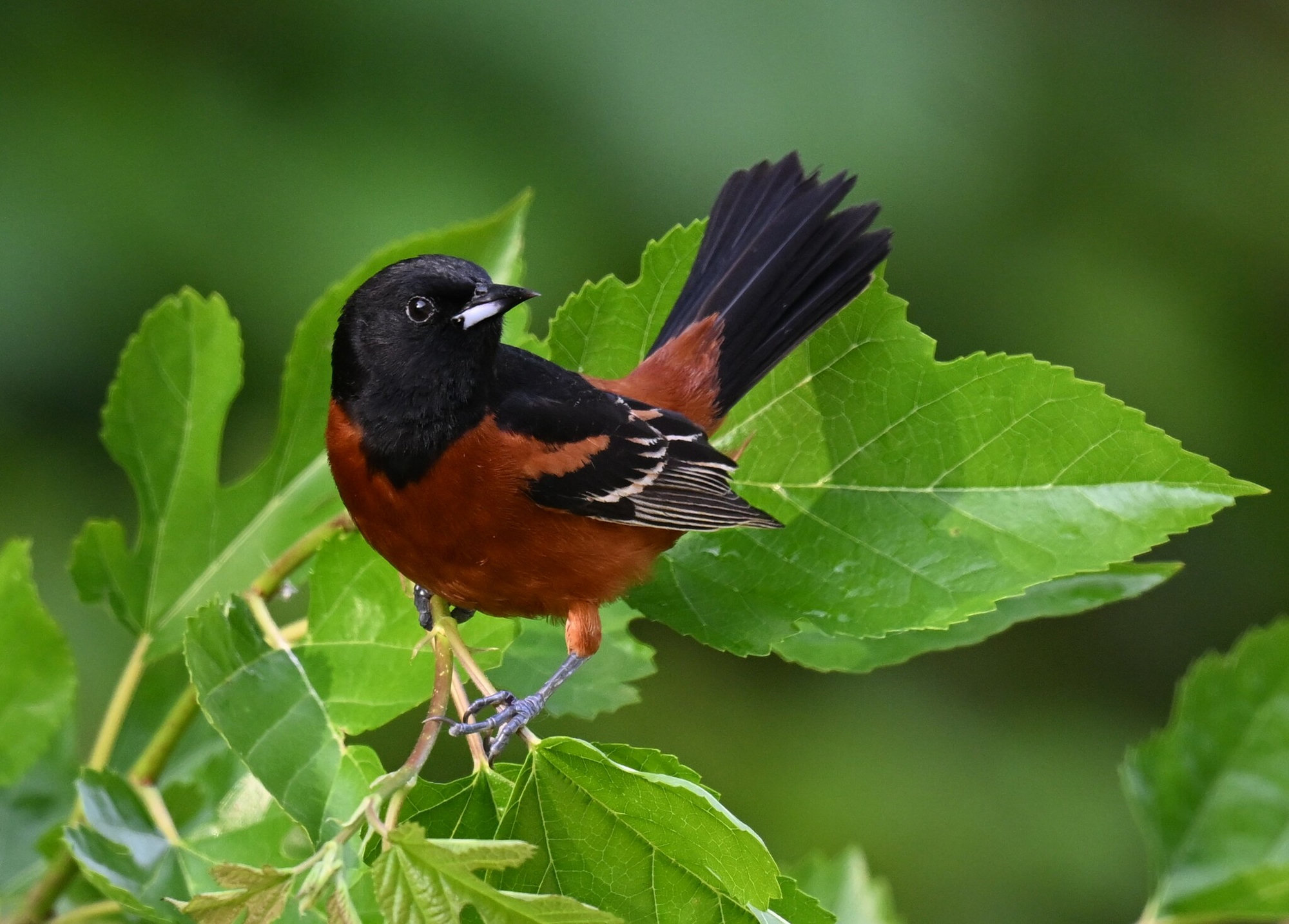 A male orchard oriole perched among leaves, with a black hood, back and tail and deep chestnut-orange underparts and shoulders.