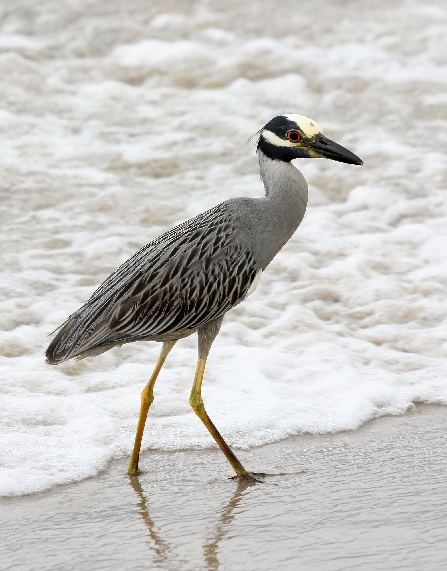 An adult yellow-crowned night-heron walking along the edge of the surf, grey with a black-and-white striped face, a pale crown and long yellow legs.