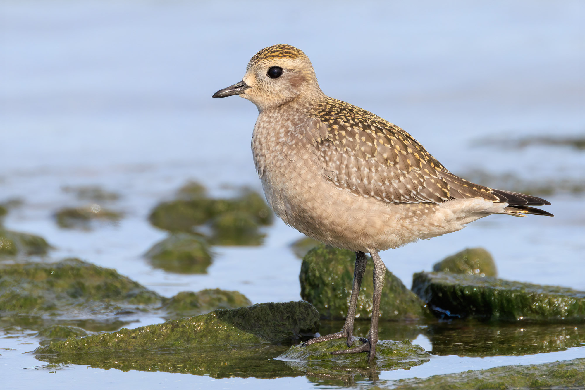 An American golden-plover standing on a mossy rock at the water's edge, its golden-speckled back and dark eye in profile.