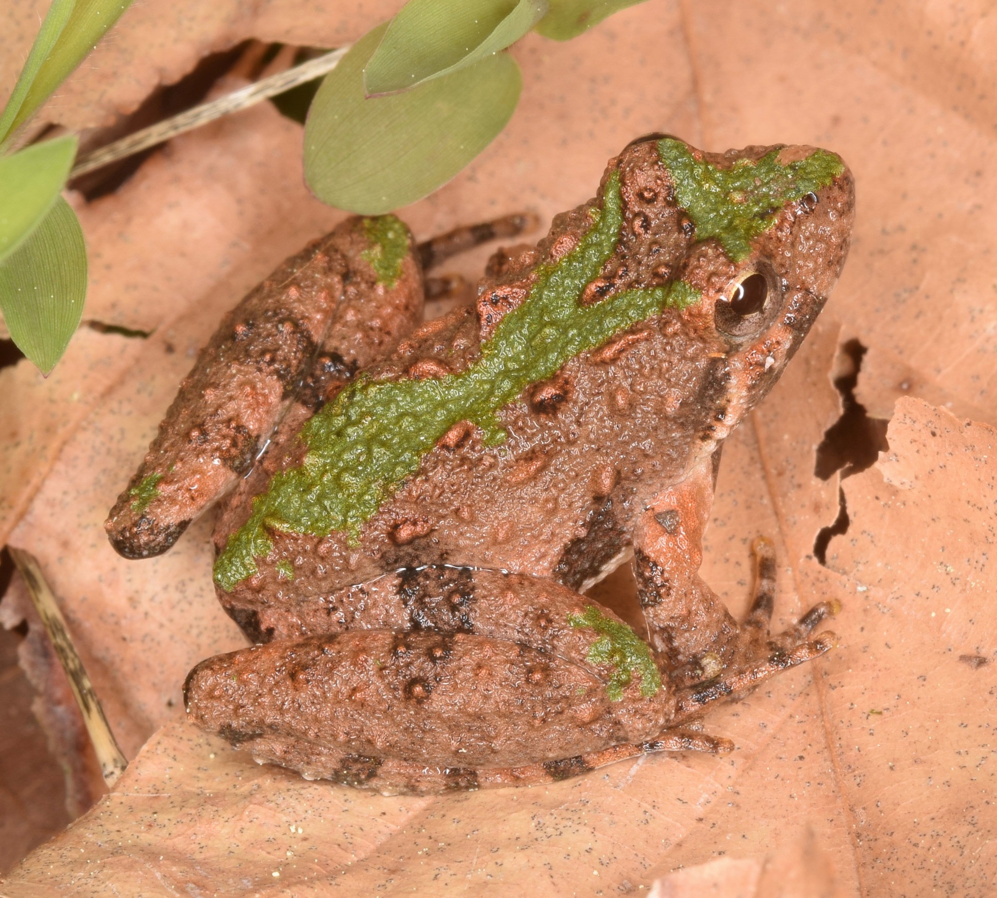 A northern cricket frog on a dead leaf in Georgia, warty brown with a bright green stripe along its back.