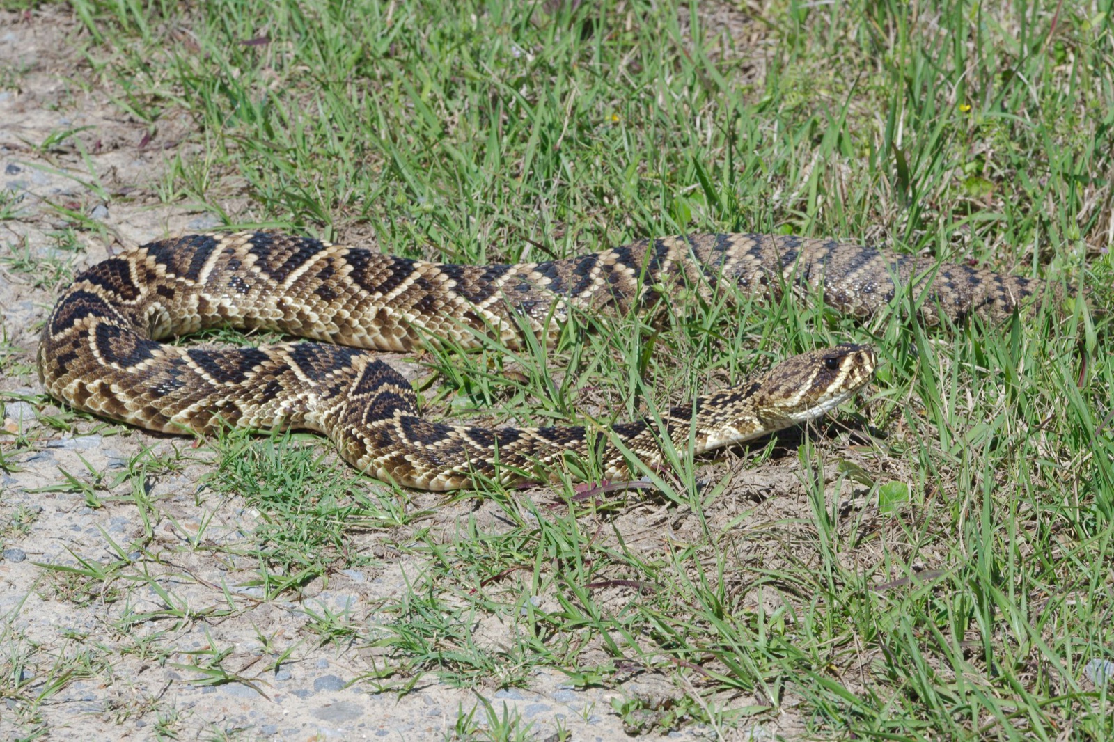An eastern diamondback rattlesnake stretched out at the sandy edge of a trail, its diamond pattern and facial stripe clear.