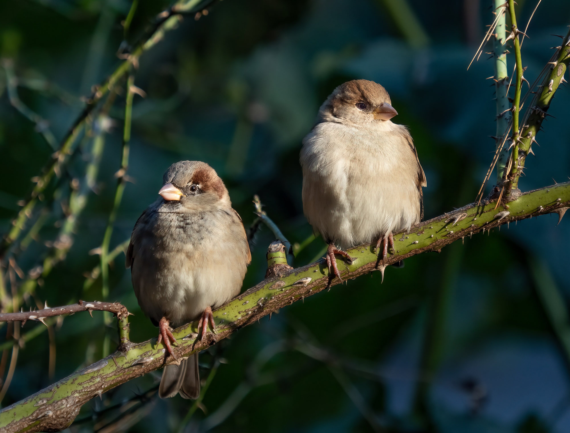 Two house sparrows sitting in the sun on a thorny branch, stocky brown-and-grey birds with streaked backs and short, thick bills.