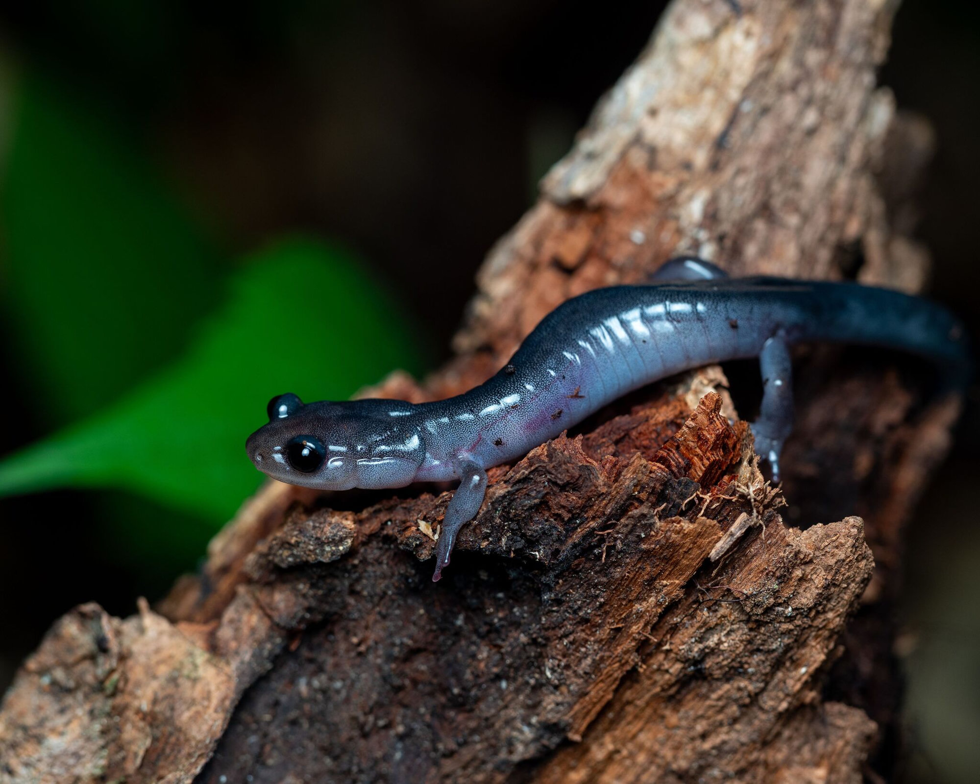 A southern gray-cheeked salamander on a rotting log, slate blue-grey with faint pale flecks.
