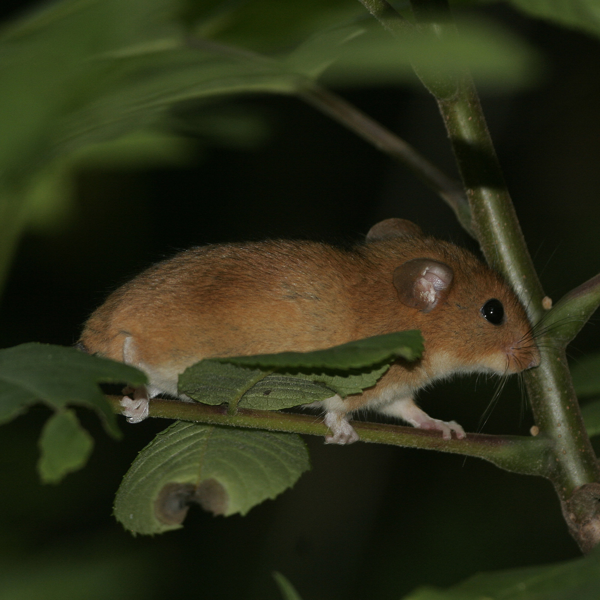 A golden mouse walking along a thin stem among leaves at night, its coat a bright golden orange.