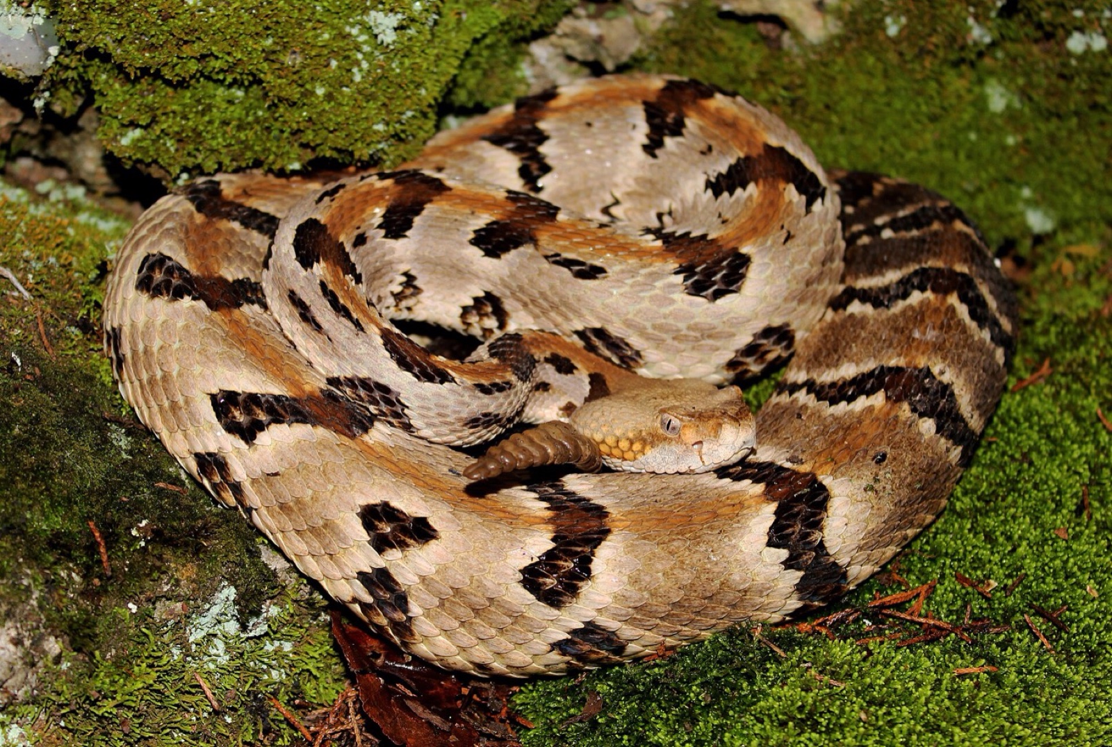 A timber rattlesnake coiled at rest on mossy rock in woodland, its dark crossbands and rattle visible.