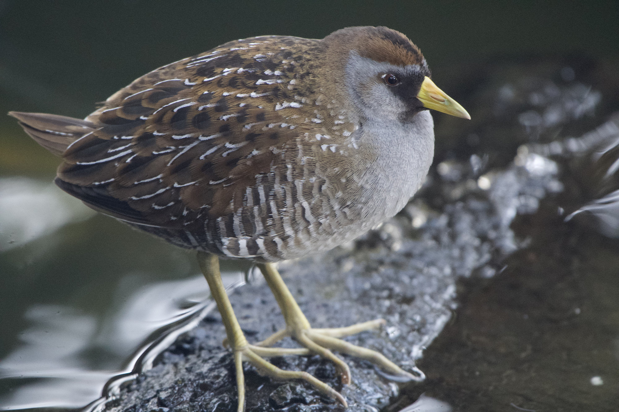 A sora standing on a rock at the water's edge, its short yellow bill, black face and finely barred flanks sharp.