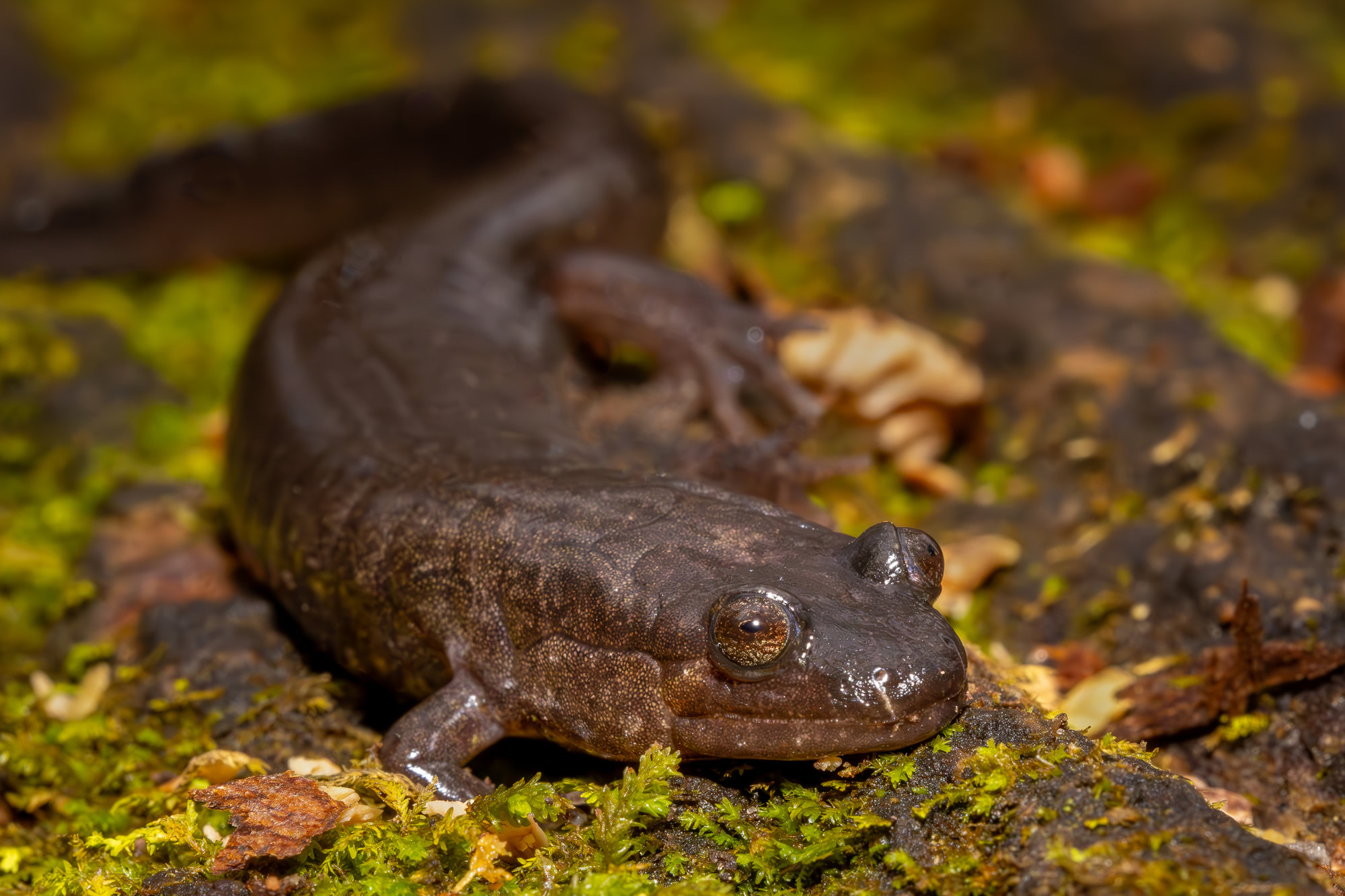 A Talladega seal salamander resting on mossy rock in Georgia, stout and brown with pale flecks.
