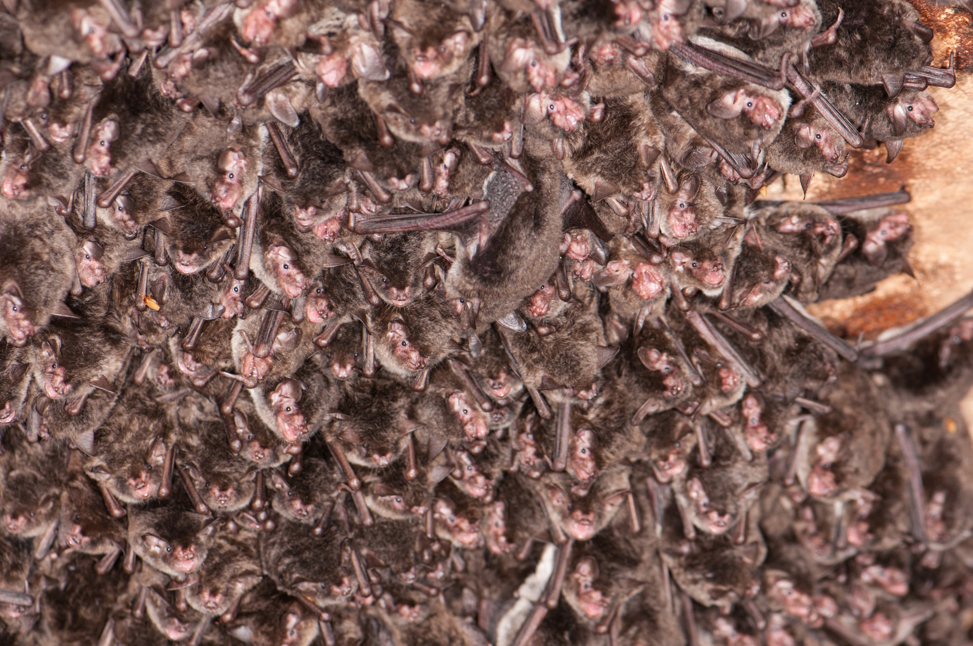 A dense colony of southeastern myotis bats packed together on a rock ceiling, their pink faces showing through brown fur.