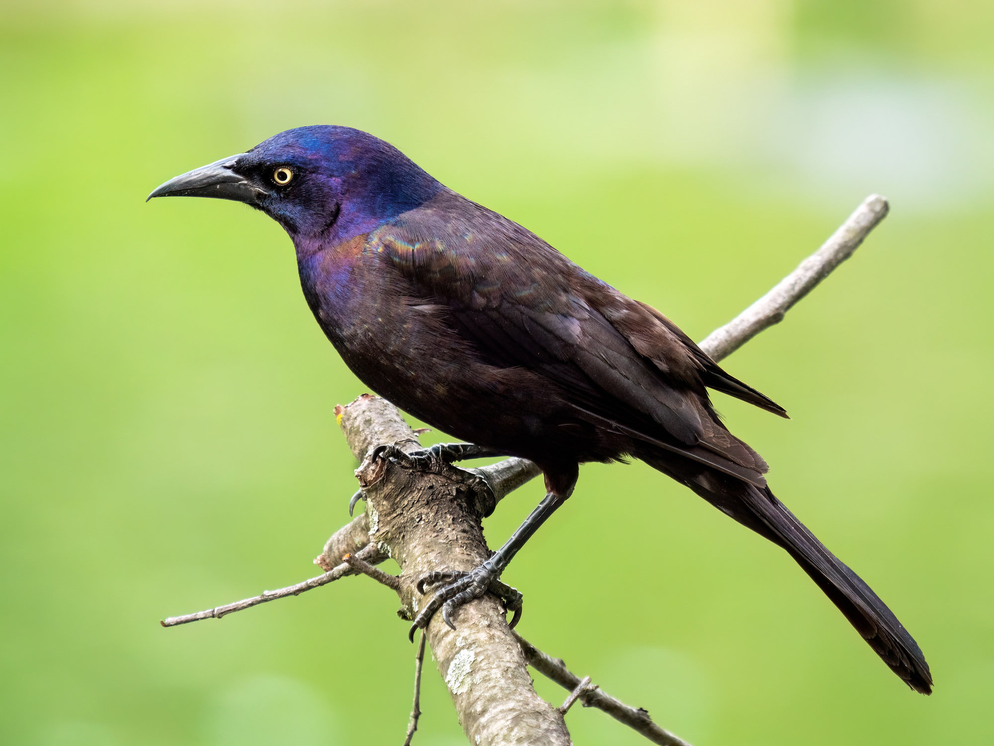 A common grackle perched on a branch, a long-tailed blackbird with an iridescent purple-blue head, a bronze-brown body and a pale yellow eye.