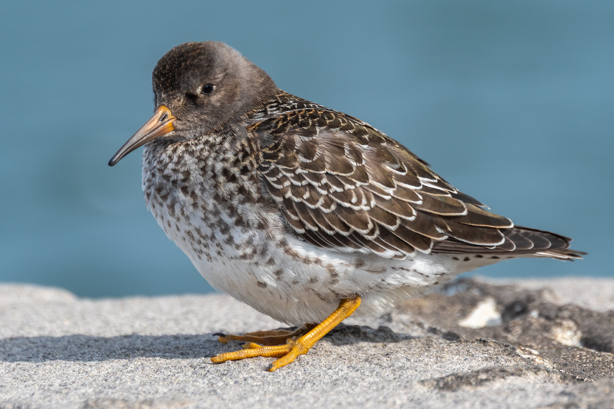 A purple sandpiper standing on pale sand, its dark slate plumage, orange-based bill and orange legs clear.