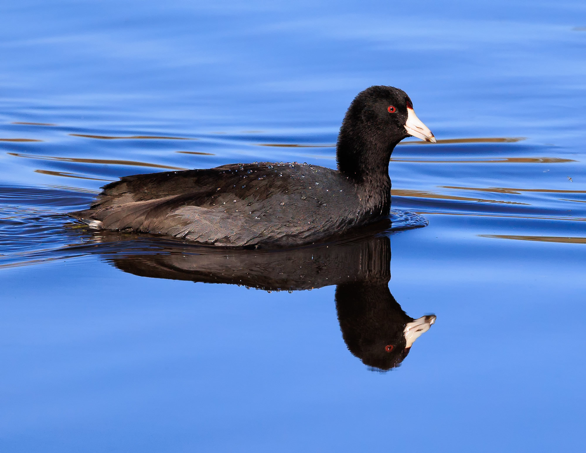 An American coot swimming on deep blue water, its slate-black body, white bill and red eye reflected below.