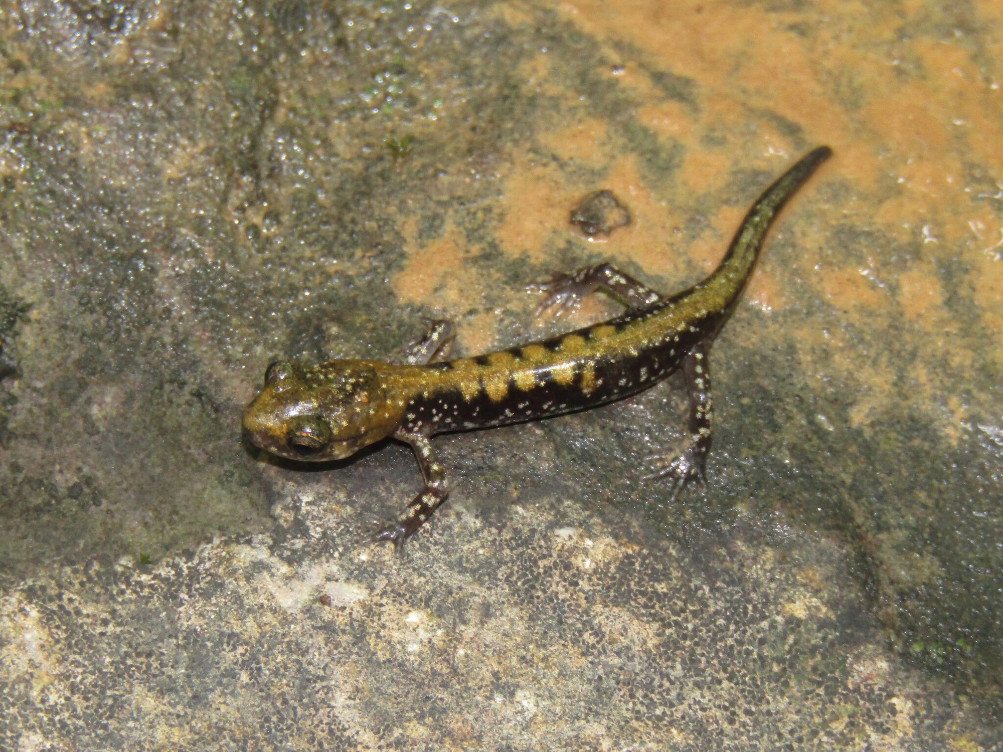 A Pigeon Mountain salamander on a bare rock face, dark with a broad bronze band down its back.