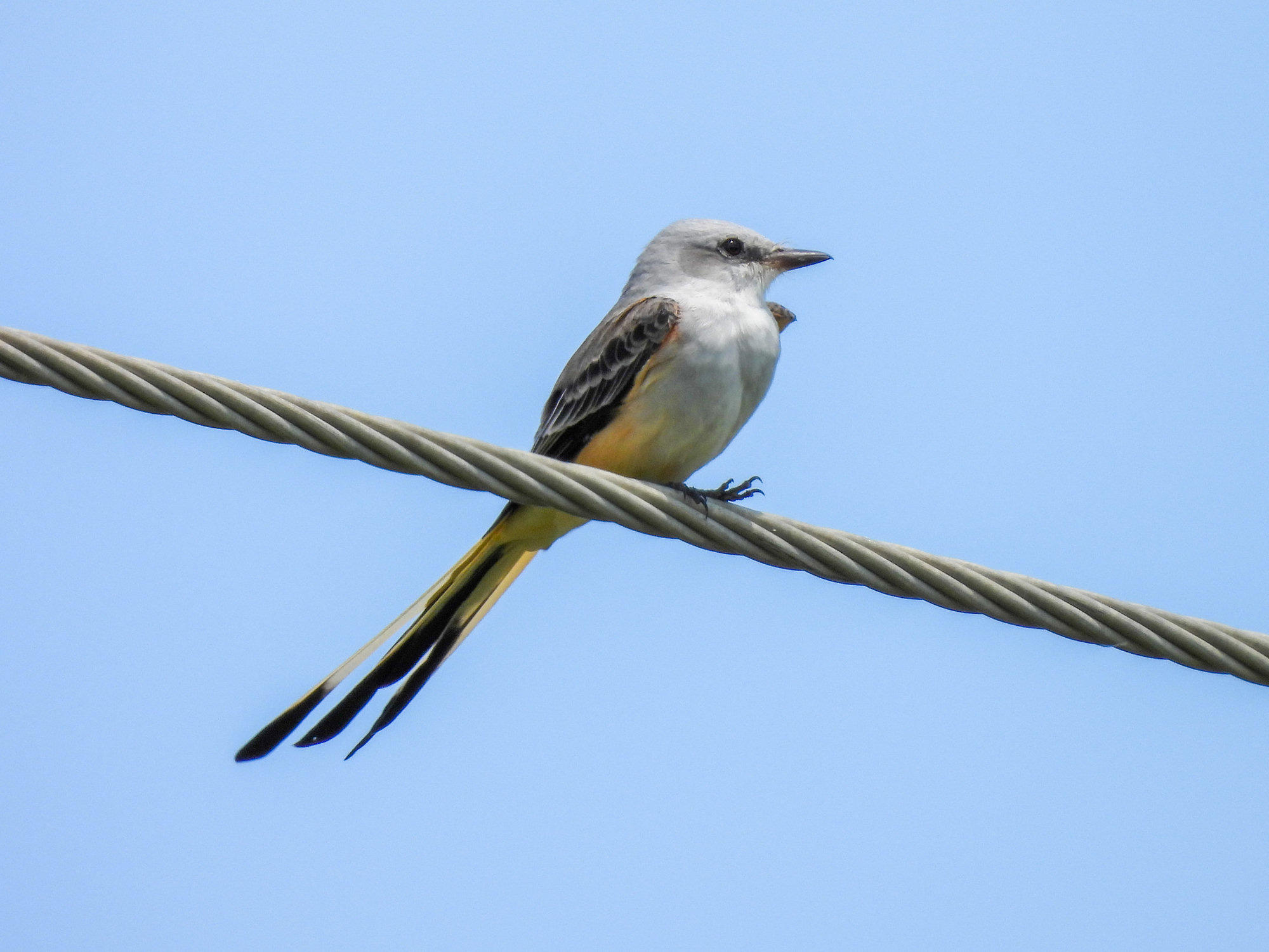A scissor-tailed flycatcher perched on a wire, pearl-grey with salmon-pink flanks, dark wings and an extremely long, forked black-and-white tail.