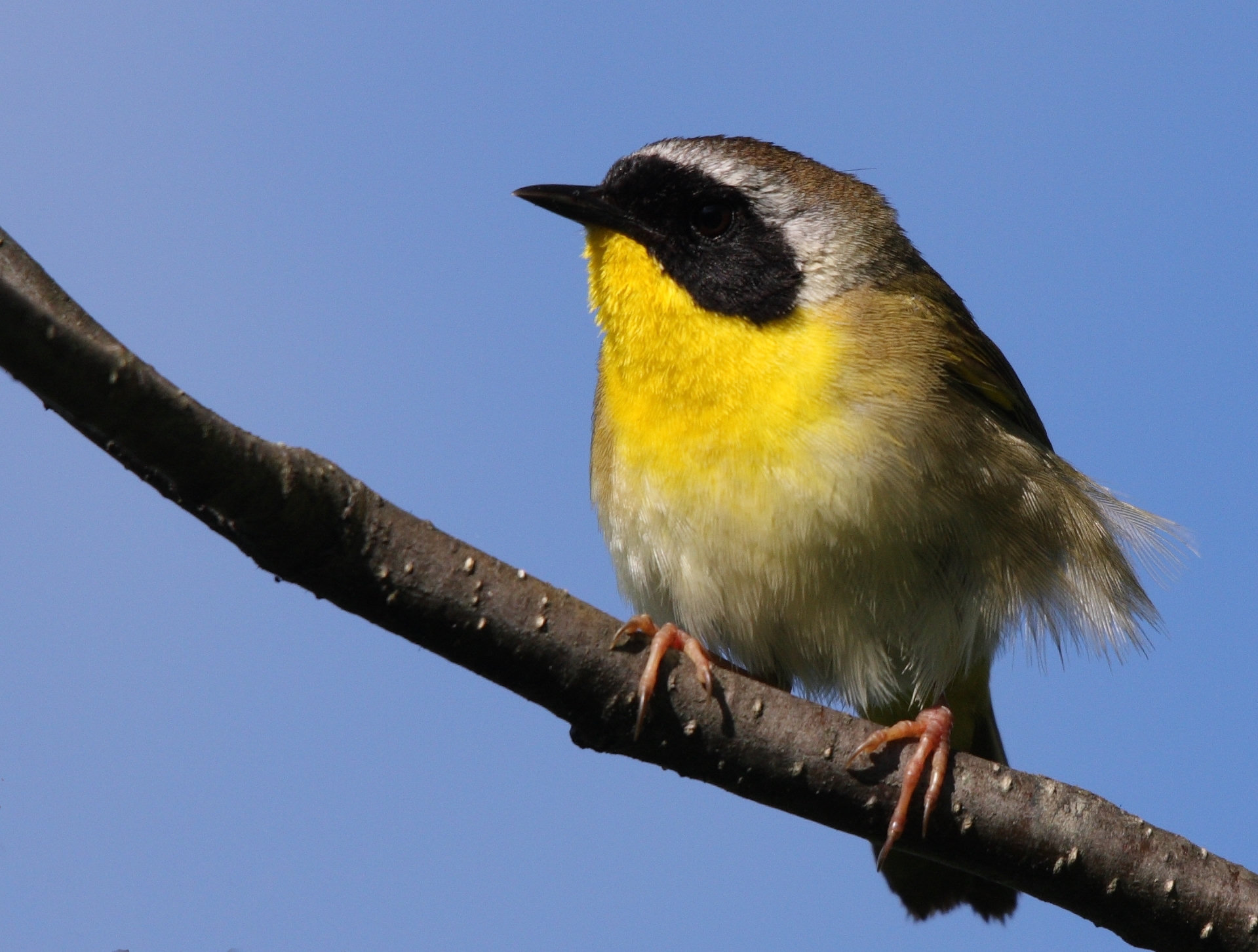 A male common yellowthroat perched on a branch against a blue sky, olive above with a bright yellow throat and a broad black mask edged in white.