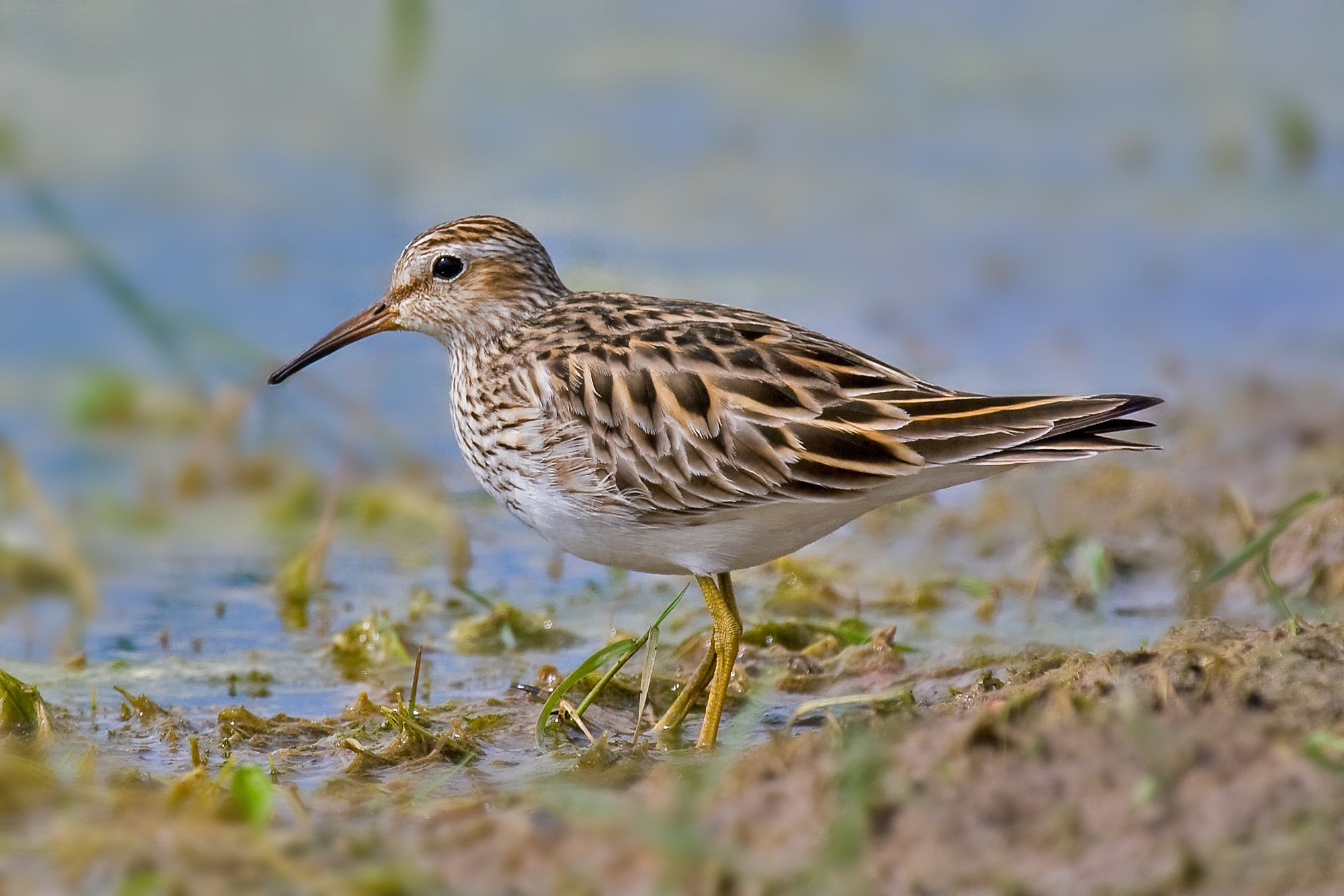 A pectoral sandpiper standing in shallow water at a muddy edge, its heavily streaked breast ending sharply against a white belly.